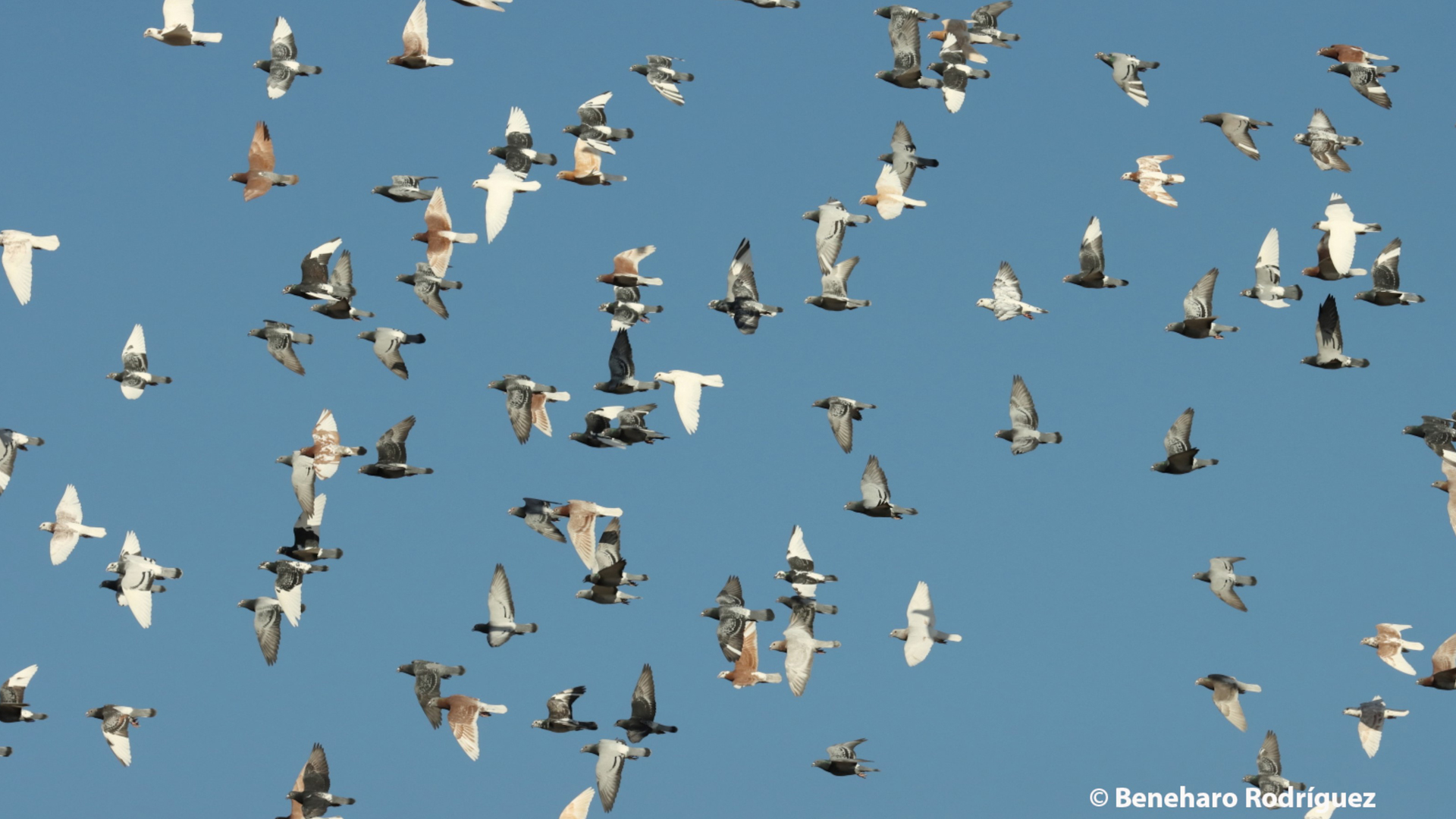 Fotografía que muestra un bando de palomas