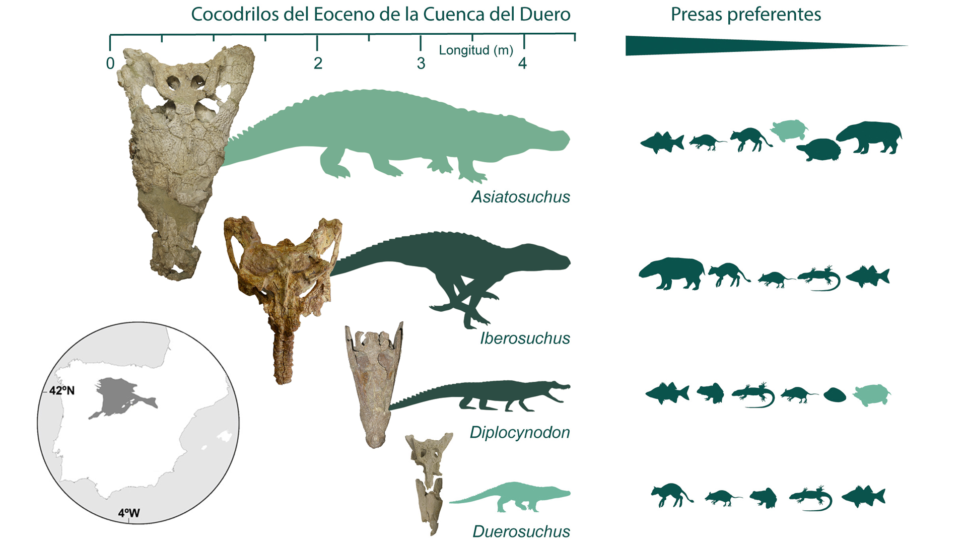 Esquema que muestra la diversidad de cocodrilos del Eoceno de la Cuenca del Duero.