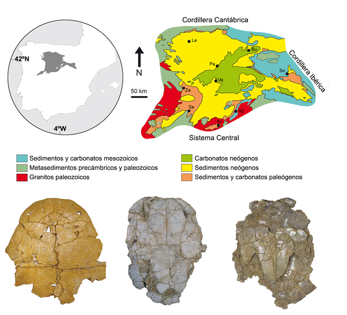 Esquema geológico de la Cuenca del Duero mostrando en naranja los niveles eocenos. Debajo, algunos ejemplares de tortugas del Eoceno de la Cuenca del Duero.