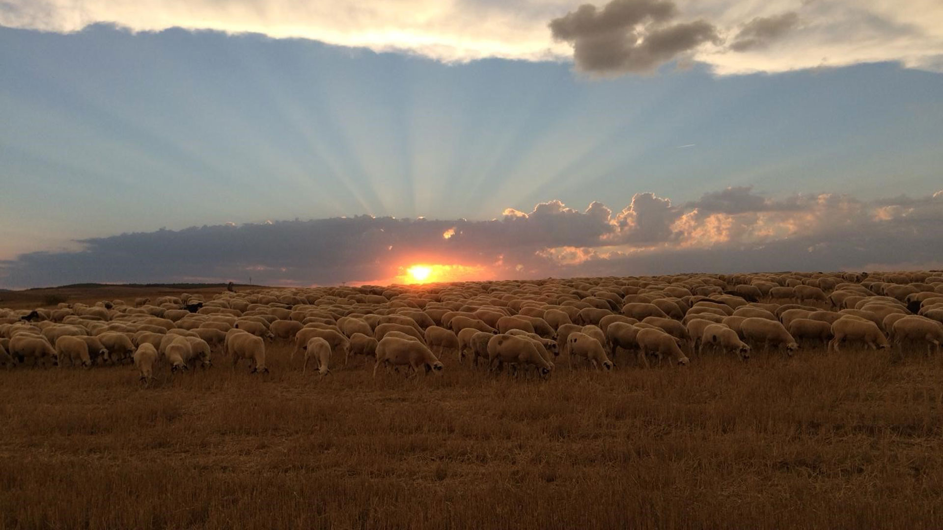 Imagen de un rebaño de ovejas ante una puesta de sol.