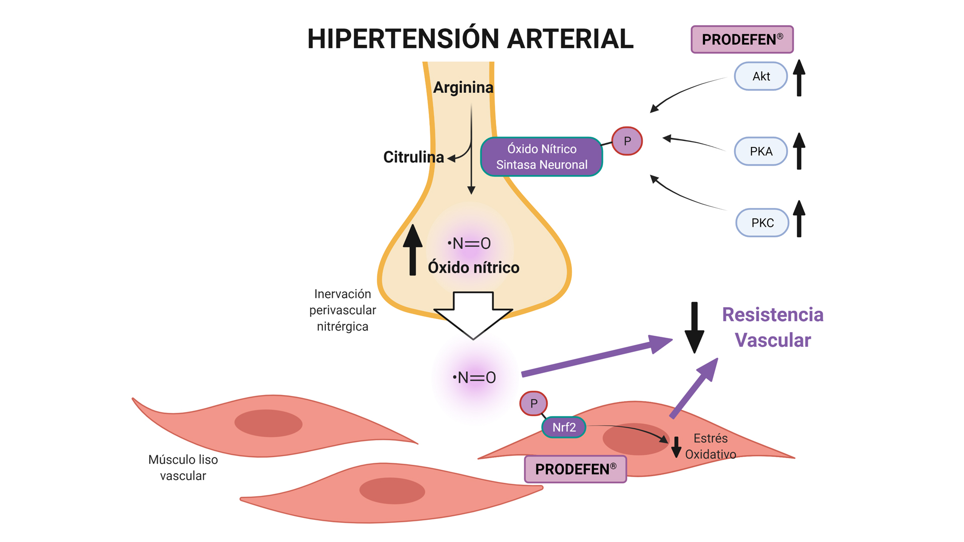 La suplementación con agentes simbióticos reduce la presión arterial | UAM La suplementación con agentes simbióticos reduce la presión arterial | UAM