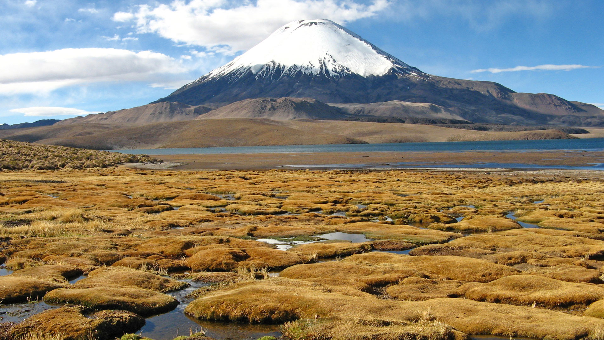 Fotografía de un paisaje característico del Parque Nacional Lauca (Chile) donde habita la vicuña.