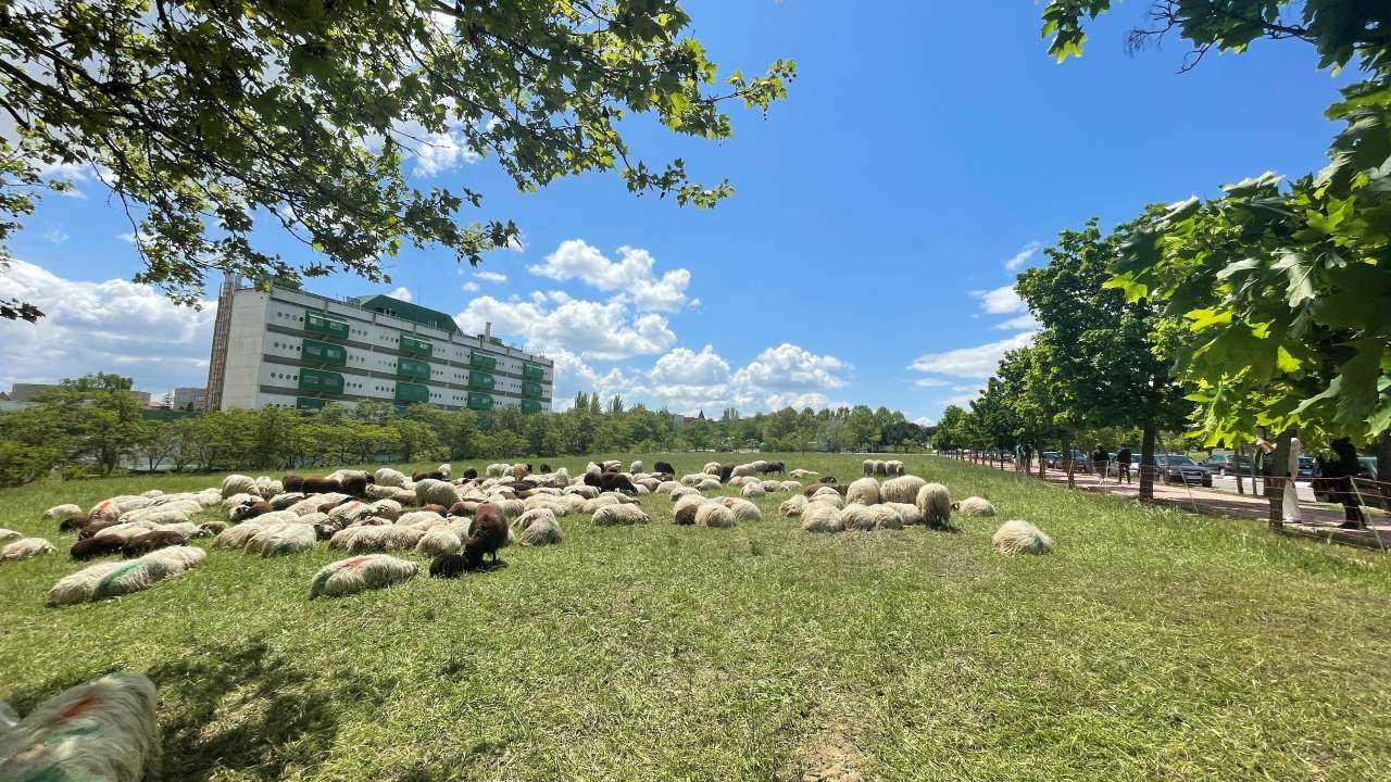 Las ovejas descansan en una de las praderas de la UAM