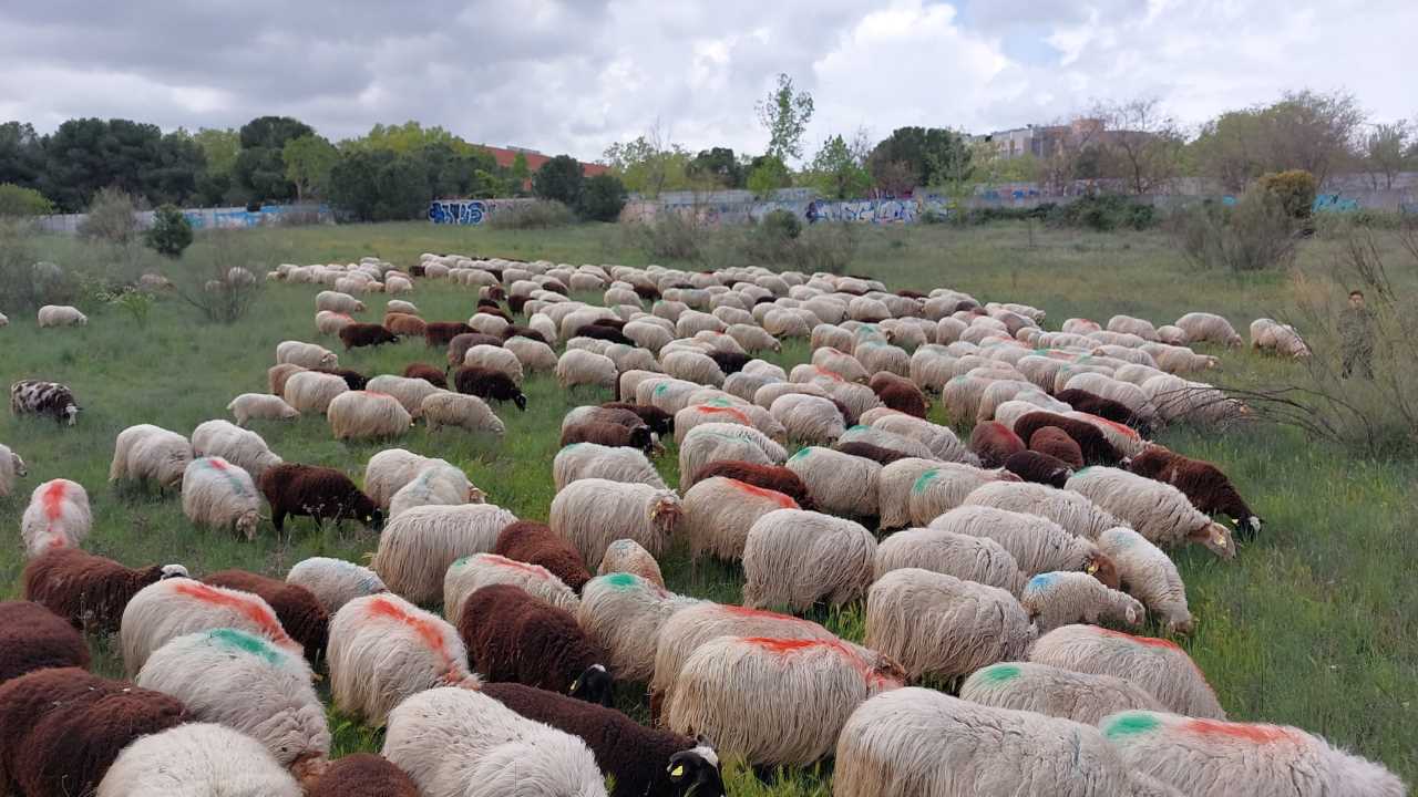 Vista de las ovejas pastando en una de las praderas de la UAM