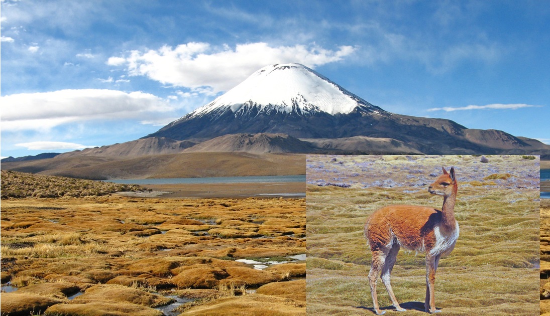 Imagen de una vicuña, y fondo del Parque Nacional Lauca