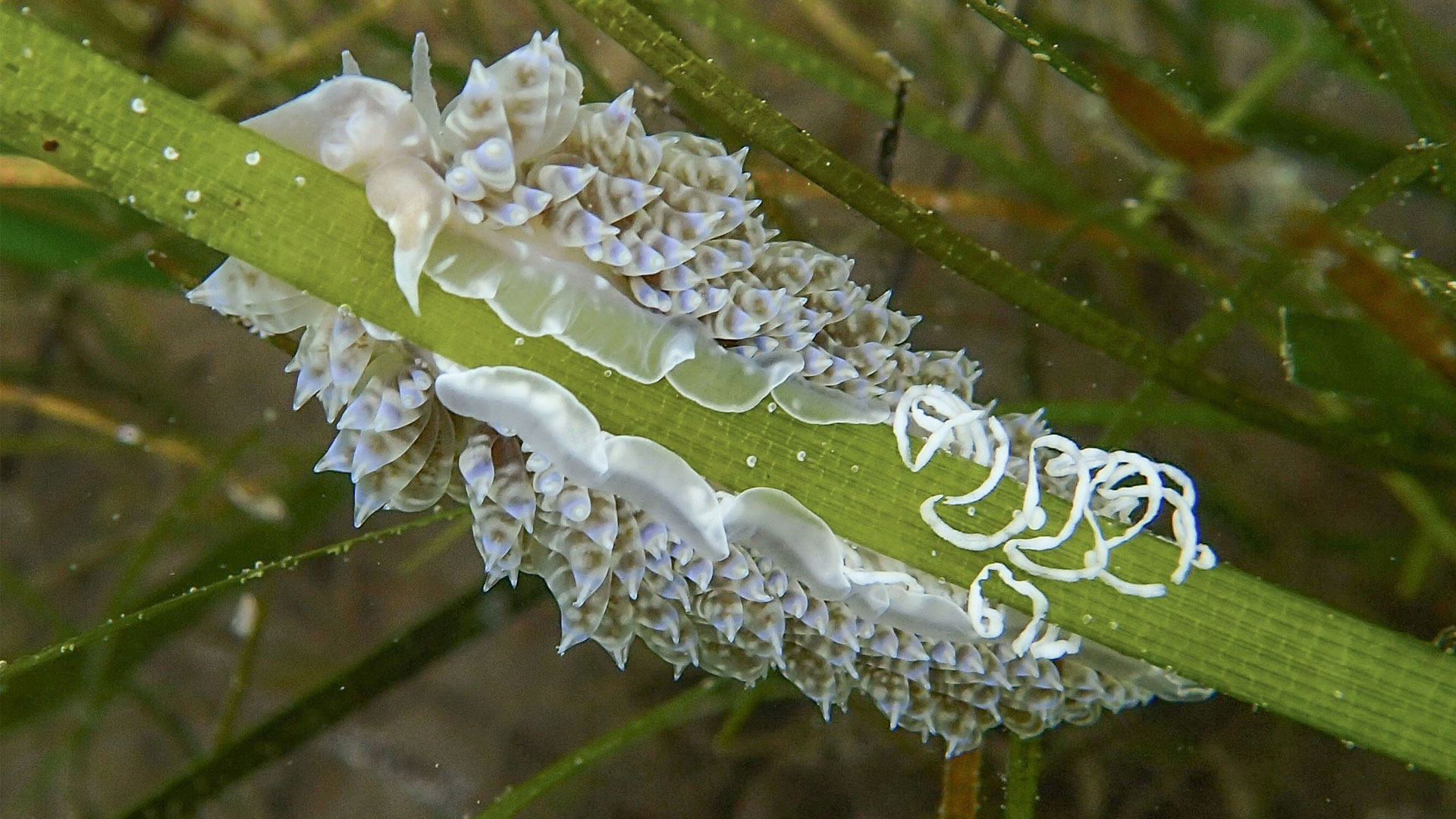 Imagen de Baeolidia moebii, gasterópodo nudibranquio establecido en el golfo de Kalloni, Mar Egeo