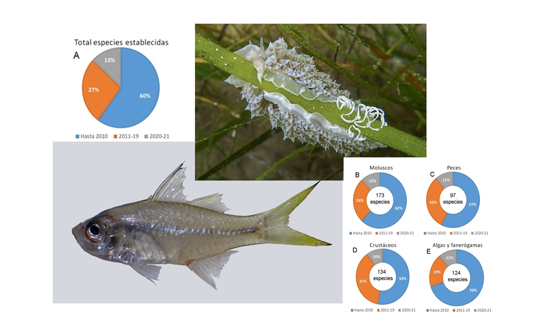 Gráficos con porcentajes de especies alóctonas establecidas en el Mediterráneo, y dos ejemplos de especies introducidas