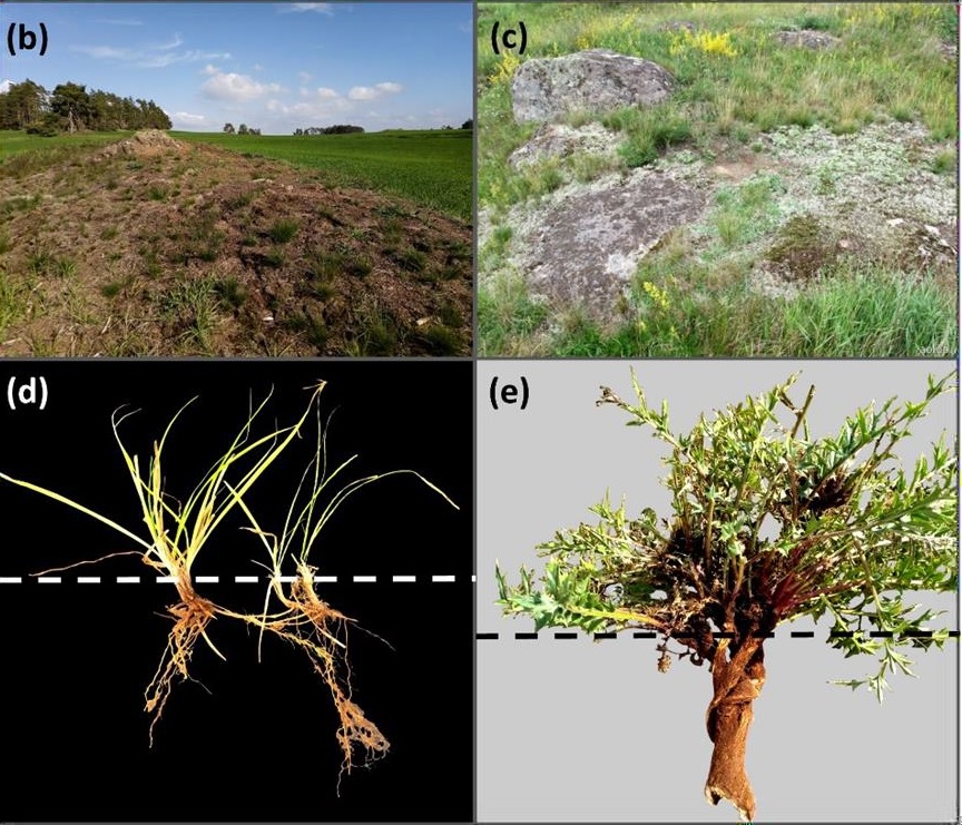 Dos imagenes de comunidades herbáceas y adaptaciones que presentan las plantas en ellas