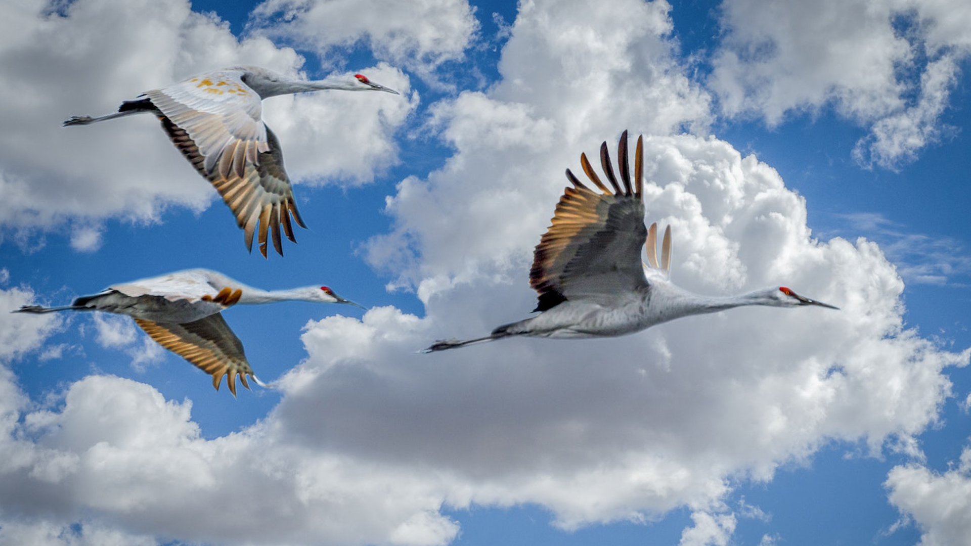 Imagen alegórica de varias aves migratorias.