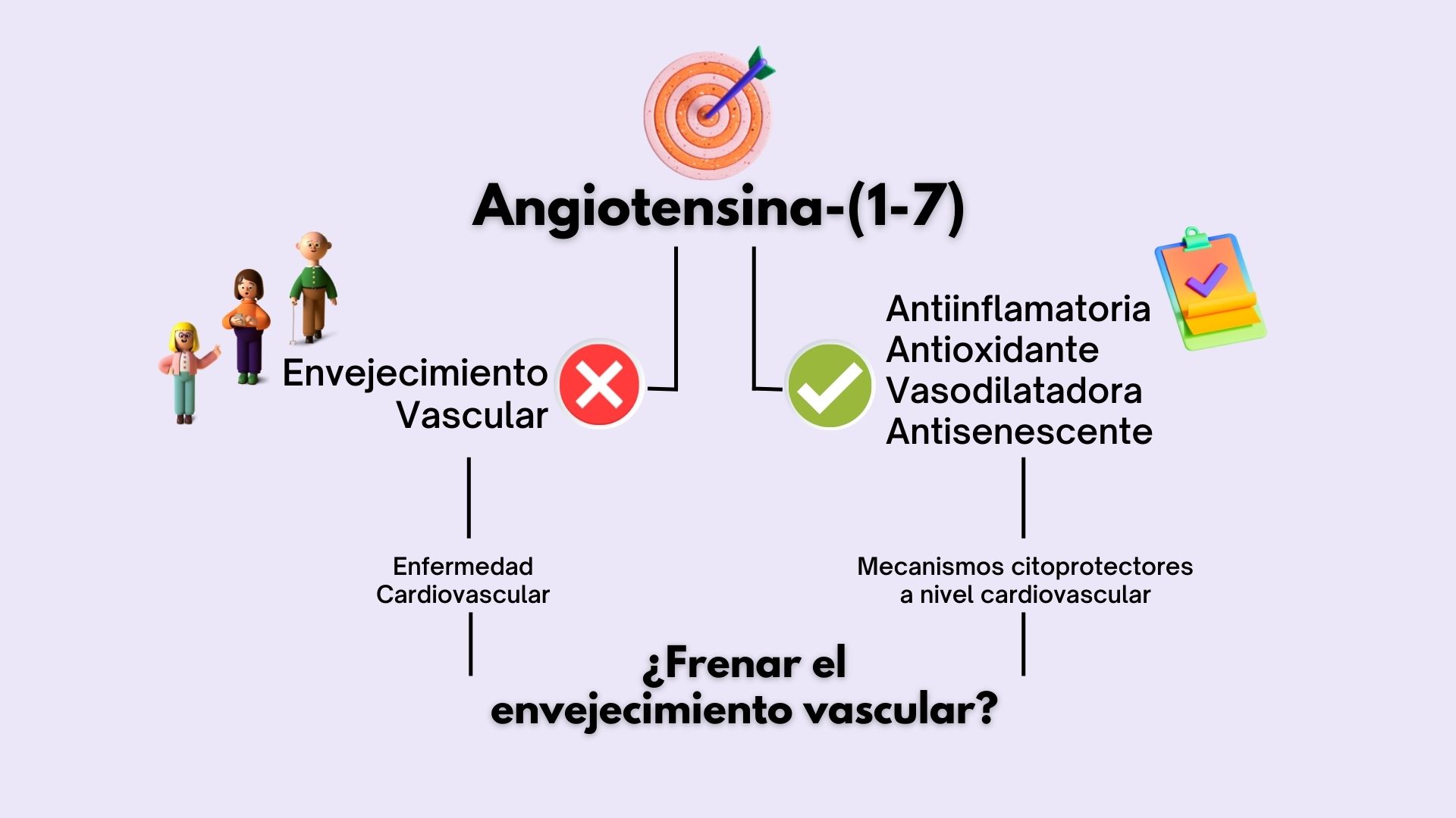 Esquema que muestra los efectos del péptido angiotensina-(1-7) con respecto al envejecimiento vascular
