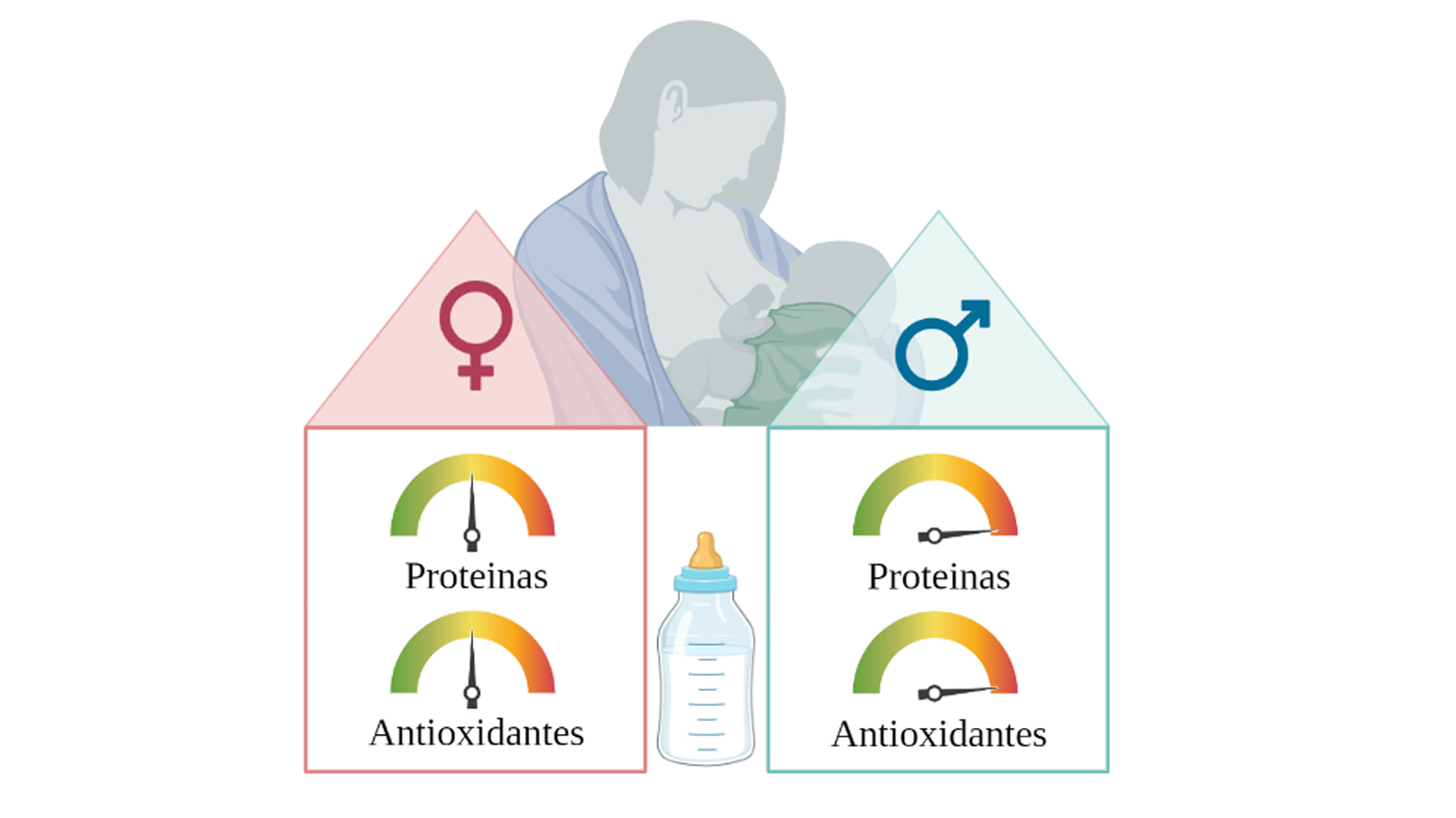 Esquema que muestra las diferencias en los niveles de proteínas y antioxidantes en la leche materna en función del sexo.
