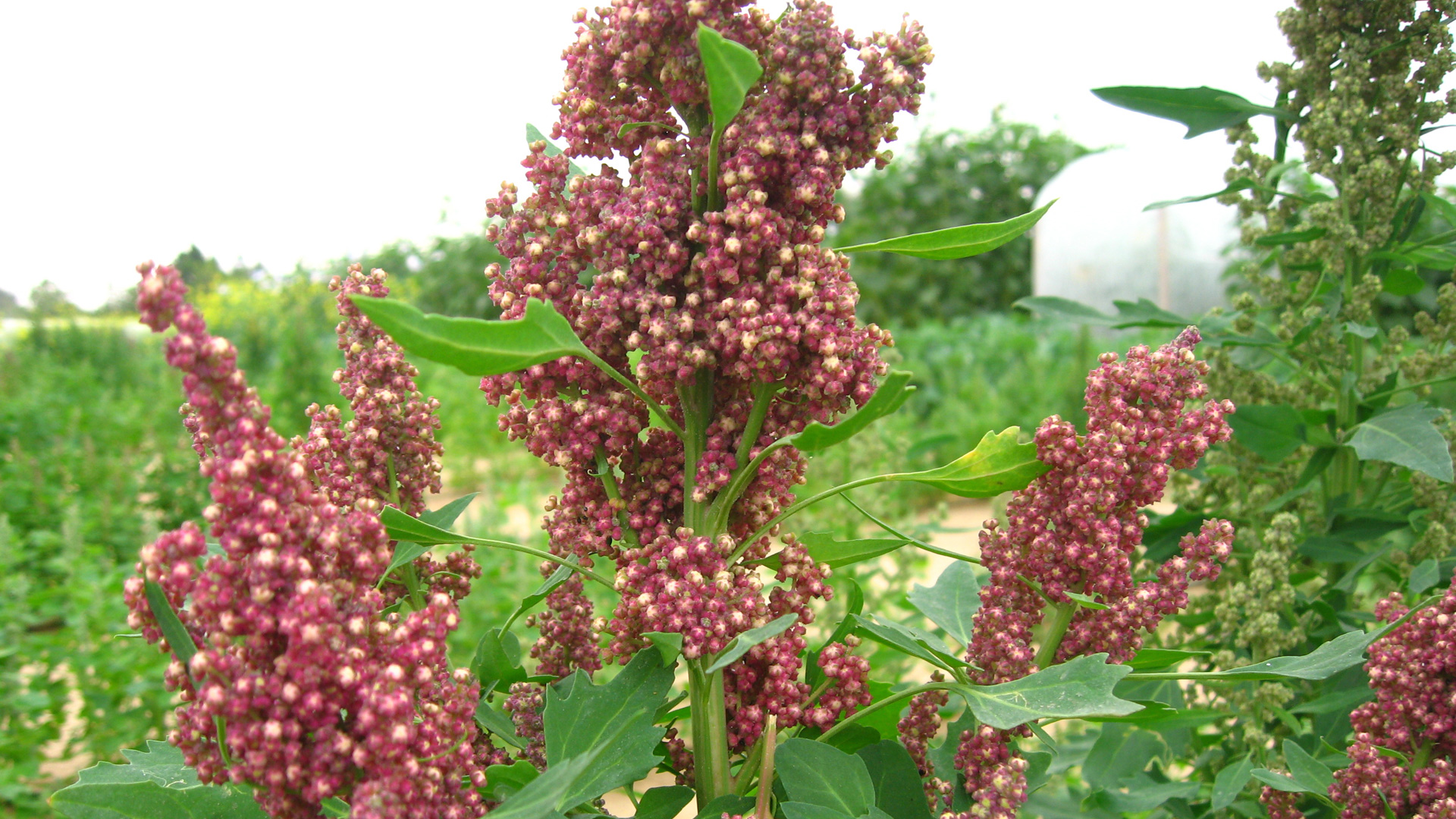 Imagen de una planta de Chenopodium quinoa 