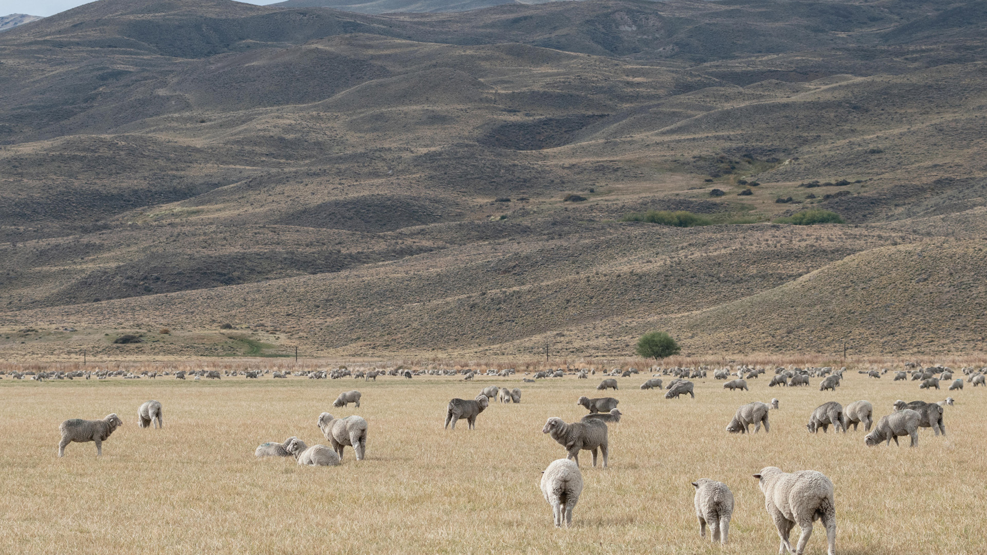 Imagen de ovejas pastando en Patagonia (Argentina)