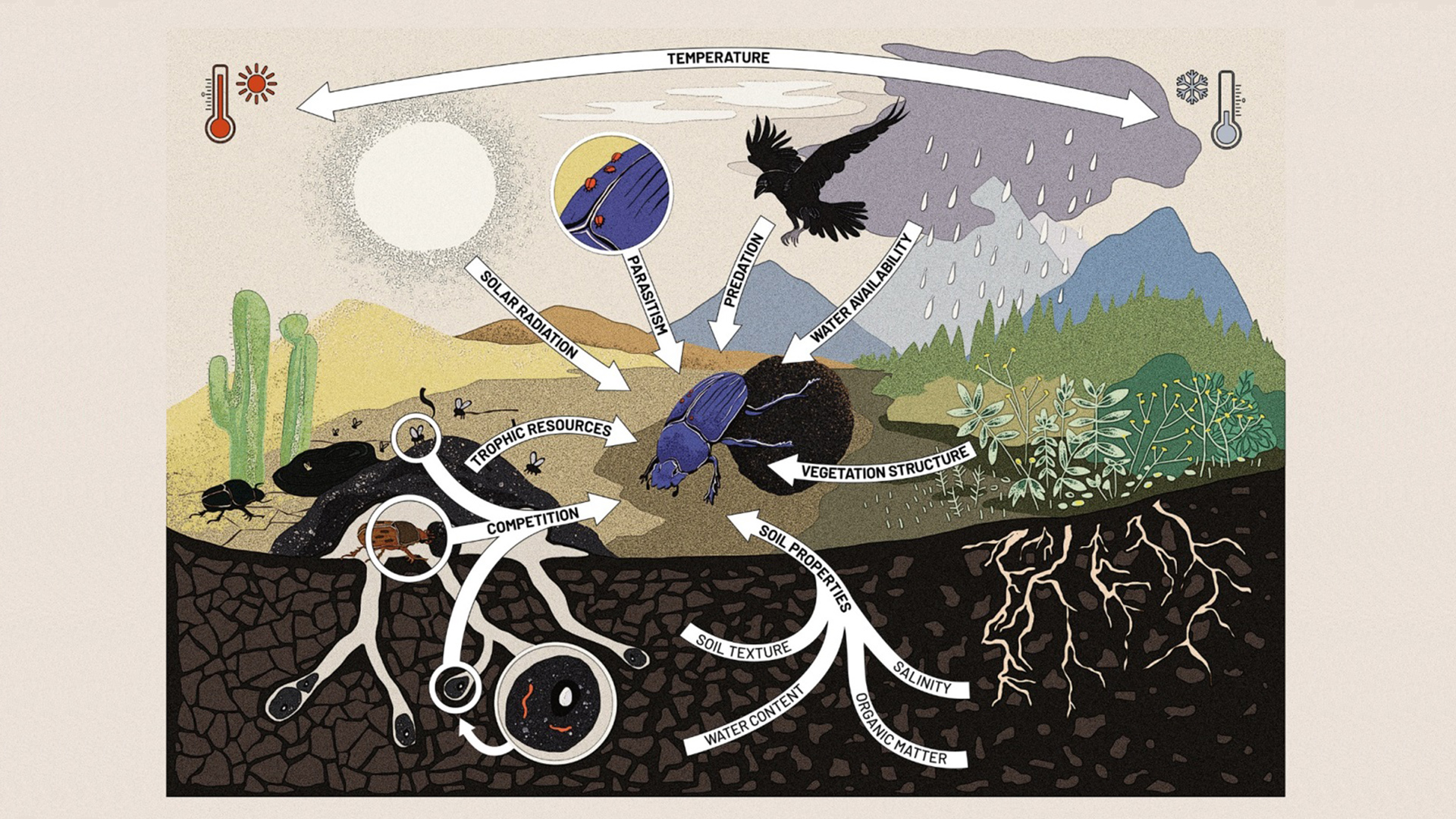 Ilustración de los rasgos respuesta de los escarabajos peloteros 