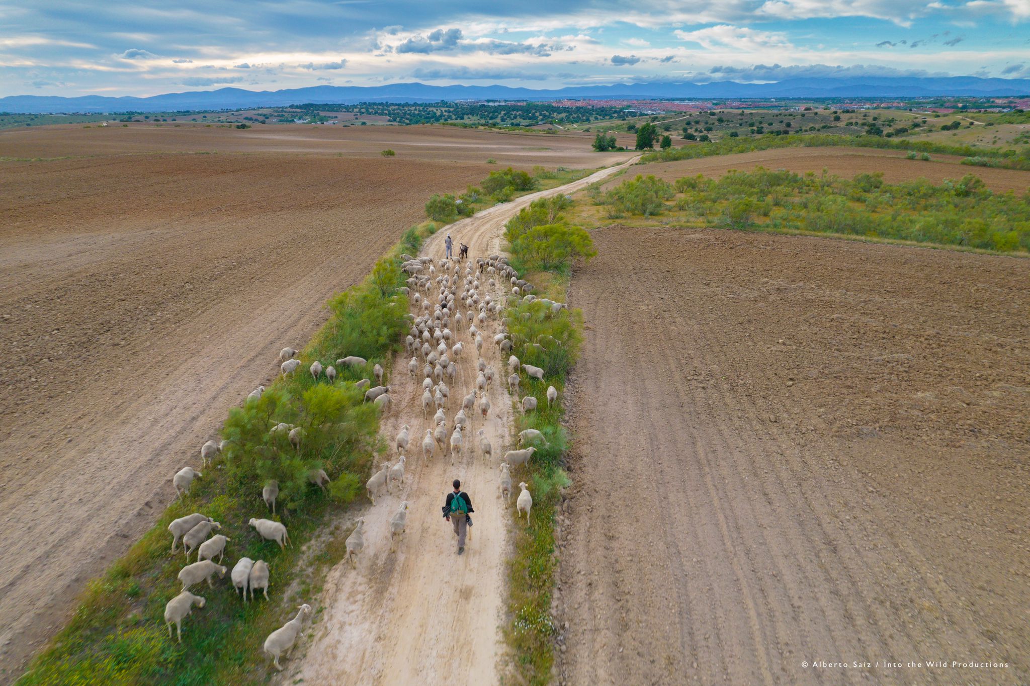 Rebaño de ovejas a lo largo de un camino / UAM