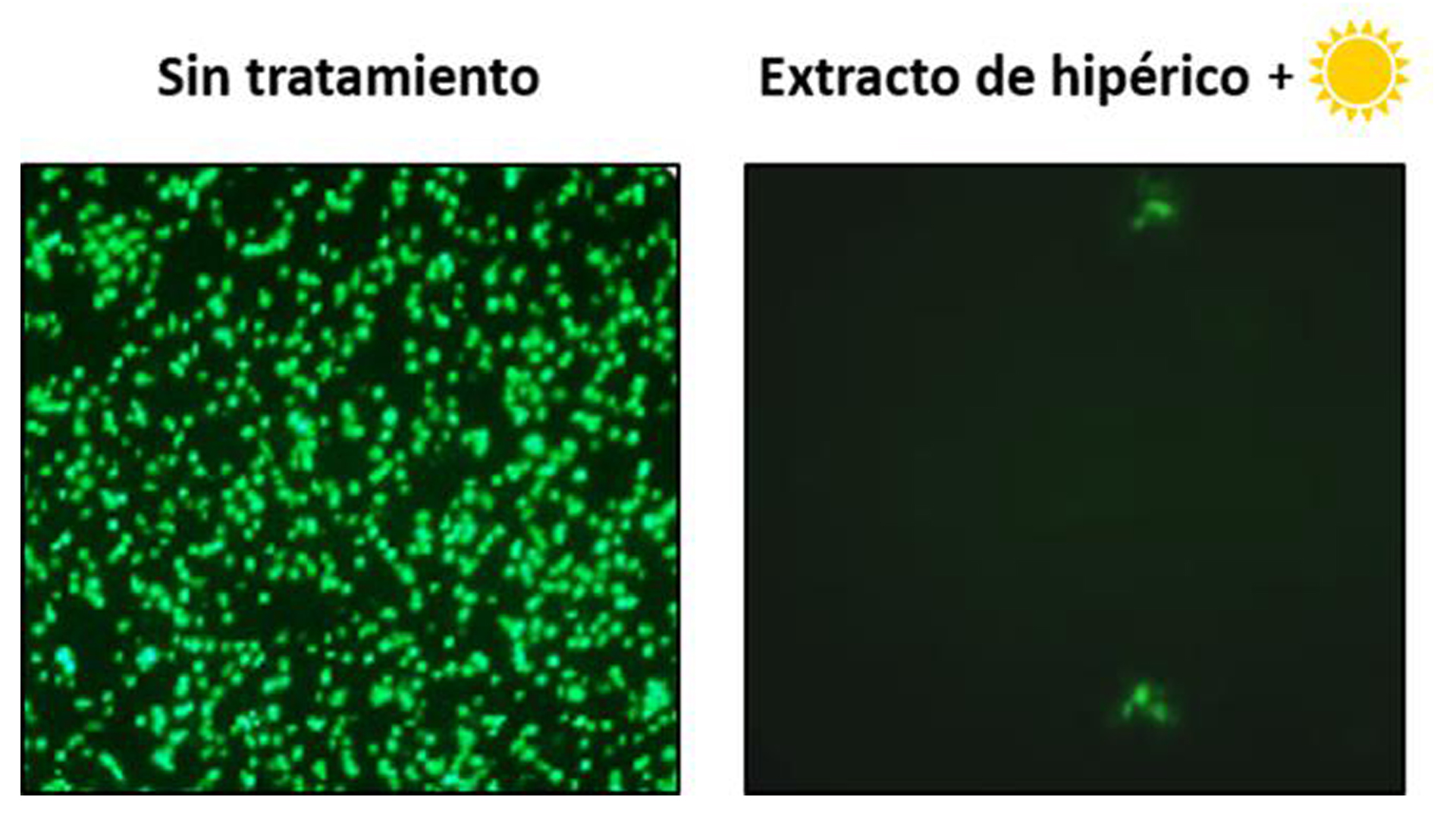 Diagrama que muestra cómo en verde fluorecen las células infectadas con el coronavirus HCoV-229E. La imagen de la izquierda muestra que todas las células no tratadas están infectadas mientras que en la imagen de la derecha el tratamiento de la terapia fotodinámica con extracto de hipérico y luz blanca disminuye significativamente el número de células infectadas por el coronavirus.