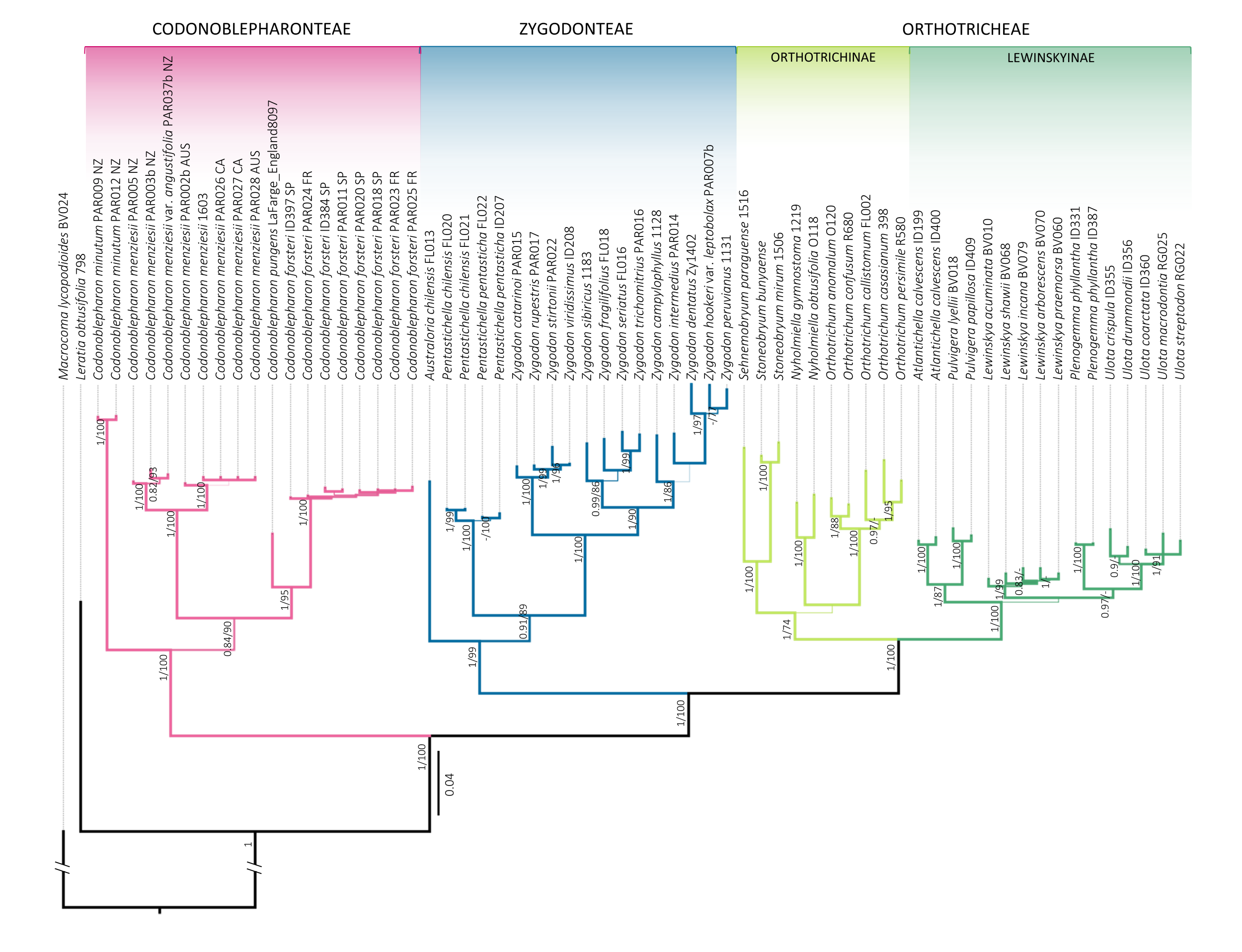 Arbol filogenético con la nueva propuesta taxonómica