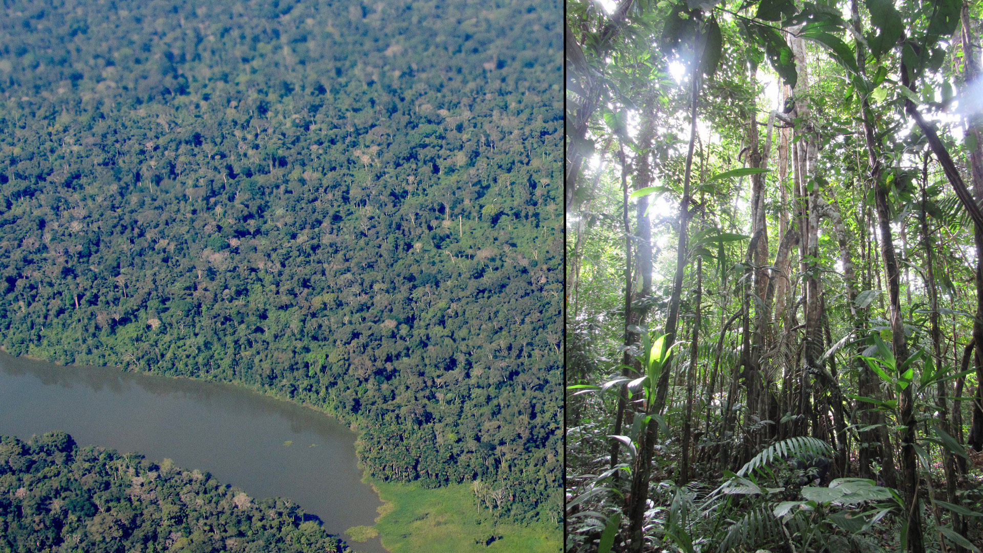 Izquierda: imagen aérea del bosque amazónico rodeando el río Tambopata en la Reserva Nacional de Tambopata (Madre de Dios, Perú). Derecha: foto del árbol Coussapoa ovalifolia con raíces aéreas en bosque inundable amazónico.