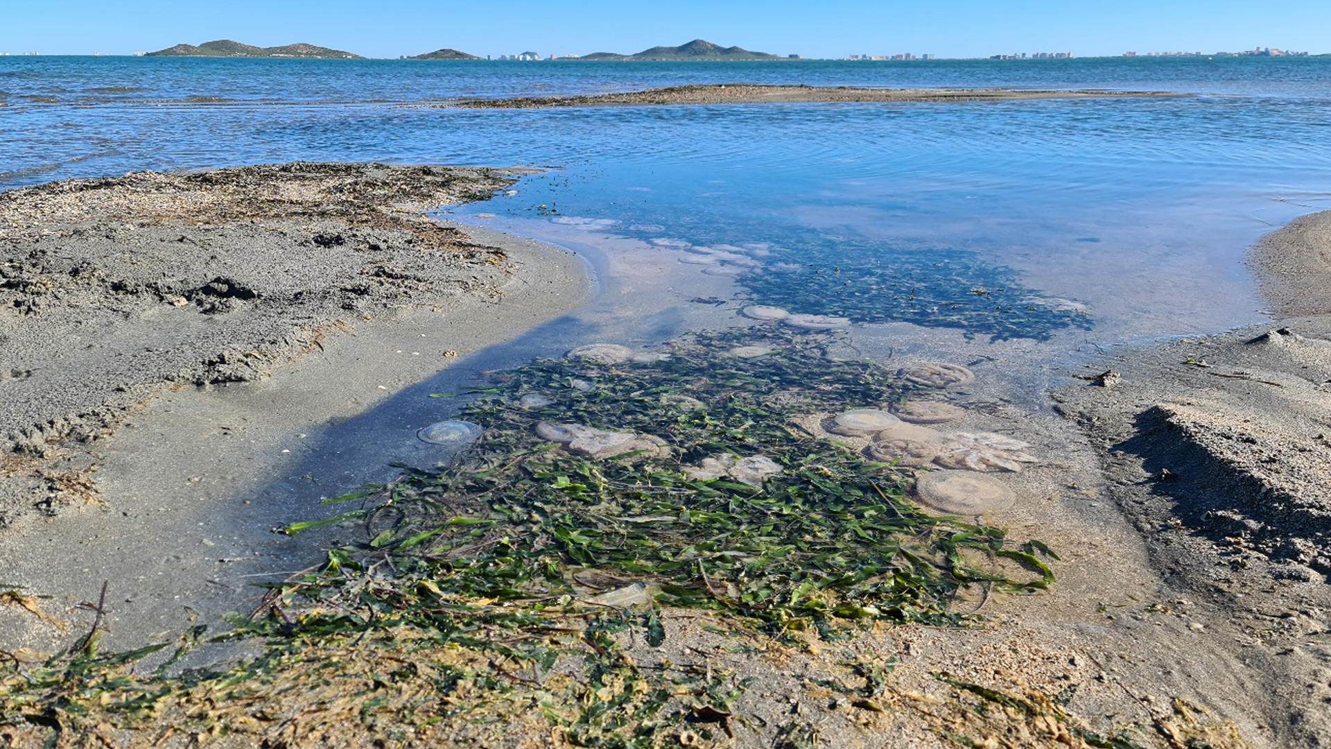 Imagen de una área del Mar Menor con grandes acumulaciones de algas.