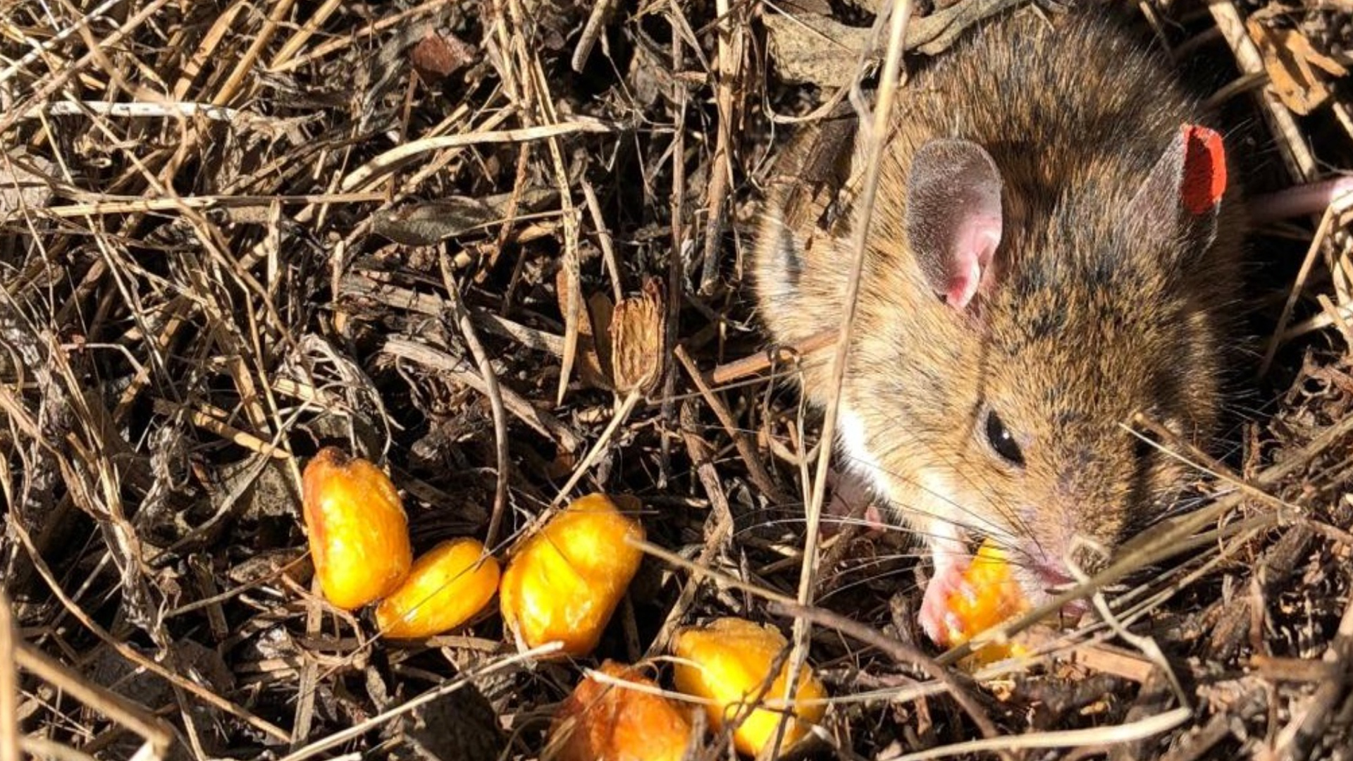 Un ejemplar de ratón de campo comiendo maíz.