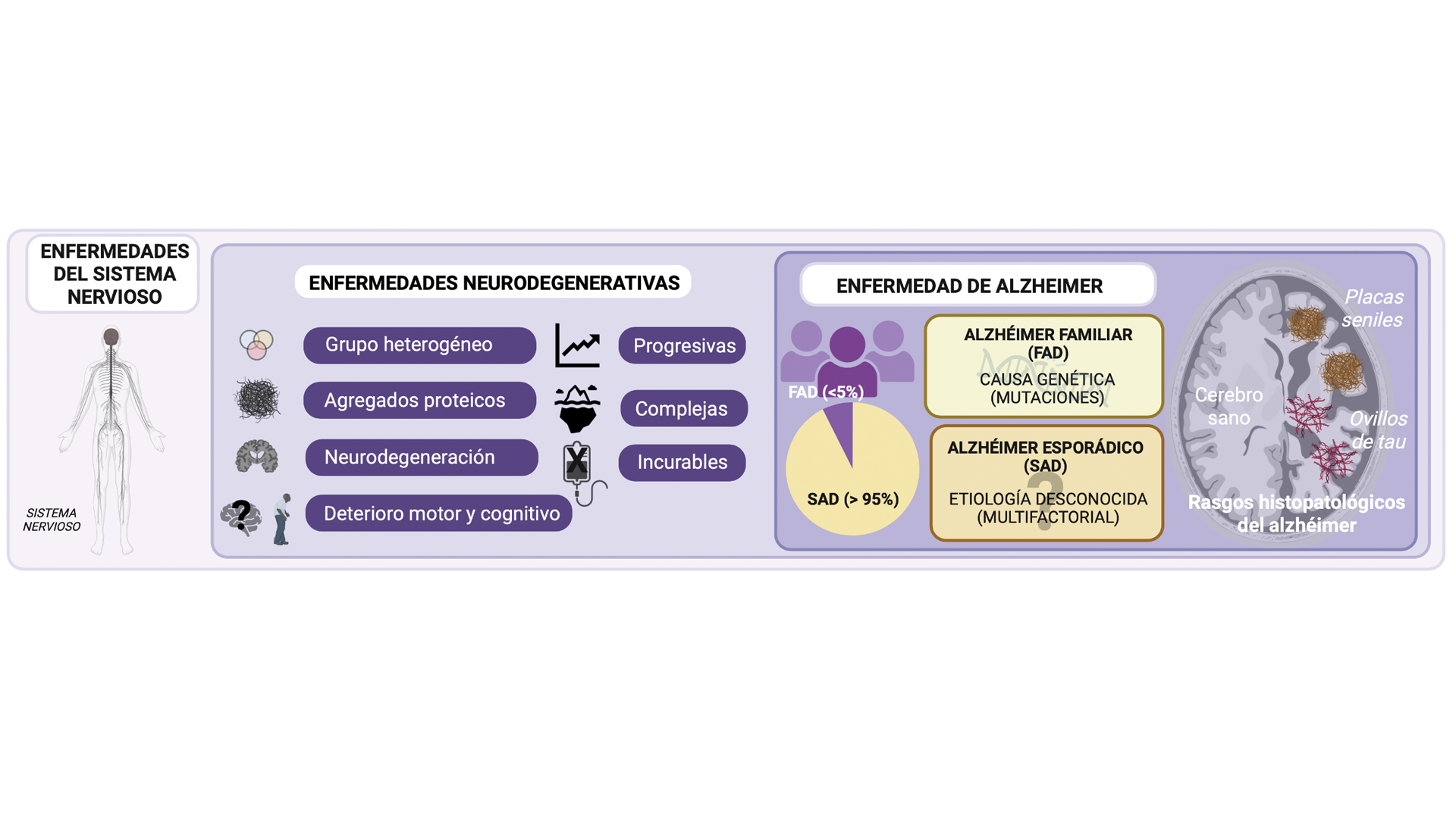 Diagrama con los aspectos generales sobre las enfermedades neurodegenerativas y la enfermedad de Alzheimer.