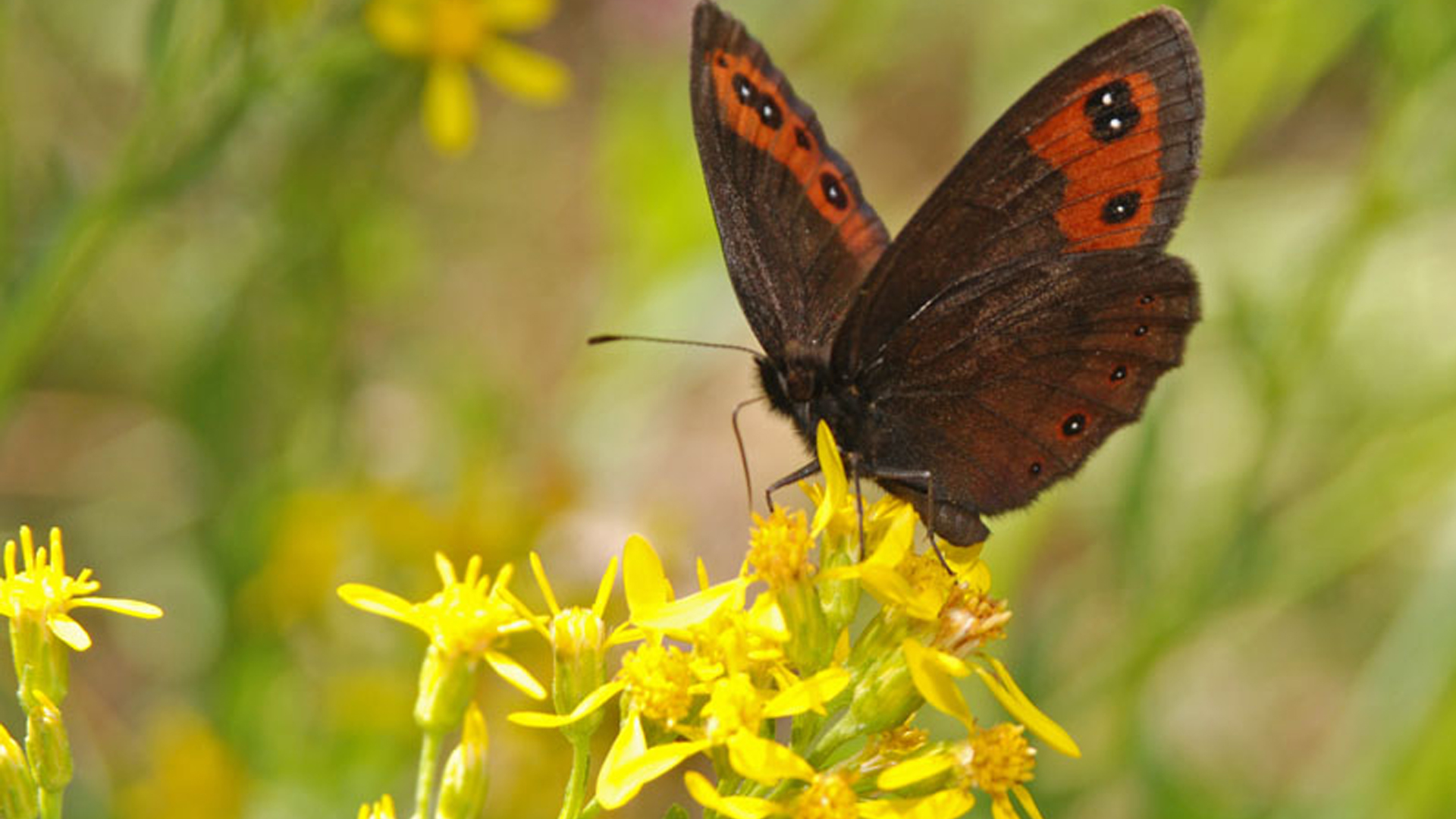 Imagen de un ejemplar de la especie de mariposa Erebia palarica.