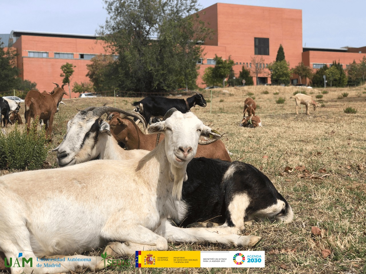 cabras en el campus