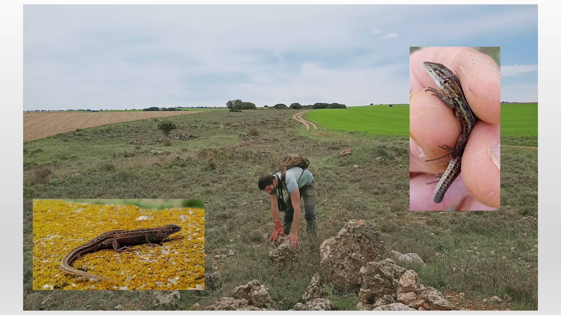 Imagen central del trabajo de campo en la Cañada Real Conquense, y dos imágenes de detalle de las dos especies de lagartijas investigadas