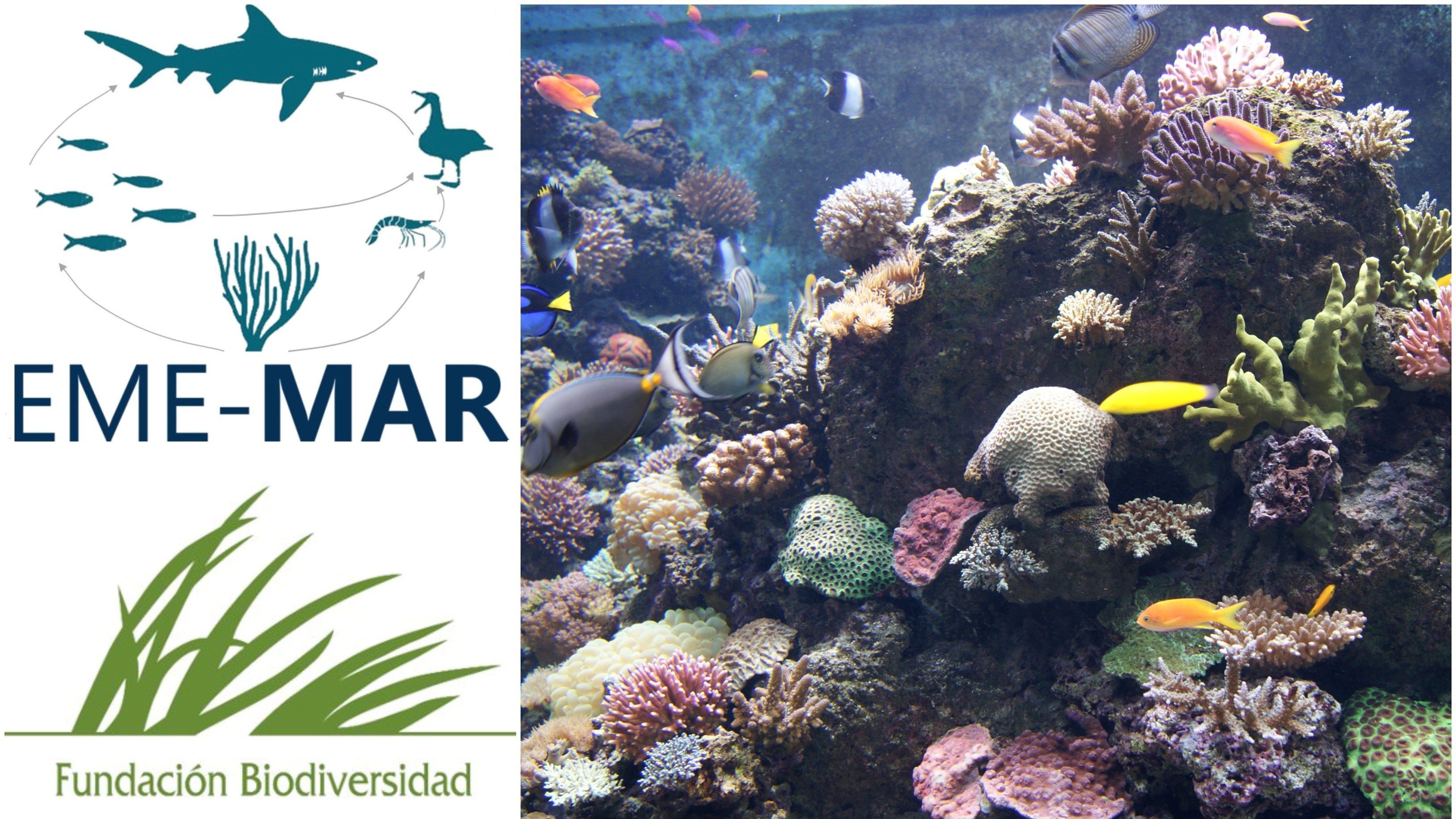 Imagen de un arrecife marino y logos del proyecto y la Fundación Biodiversidad