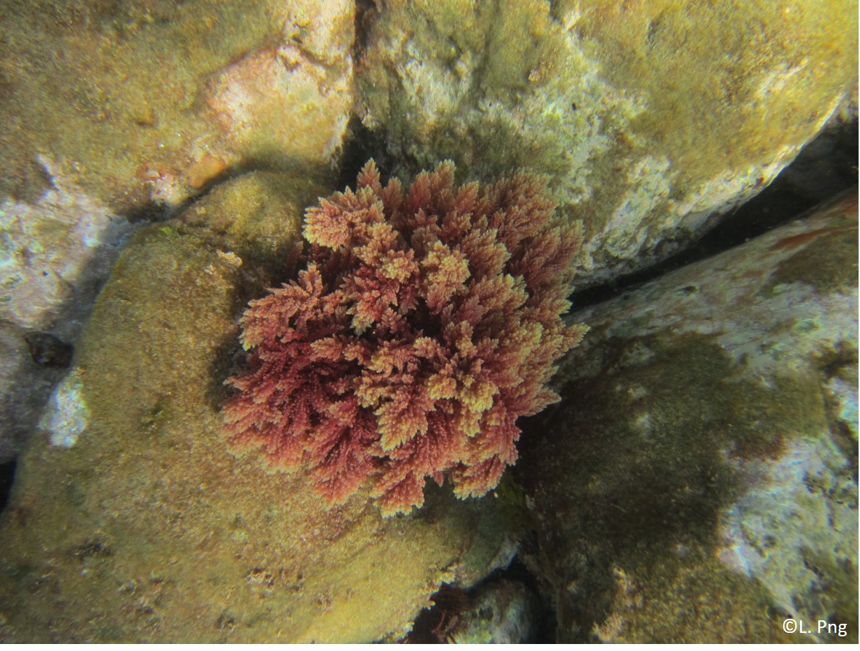 Imagen subacuática de un alga invasora en una roca