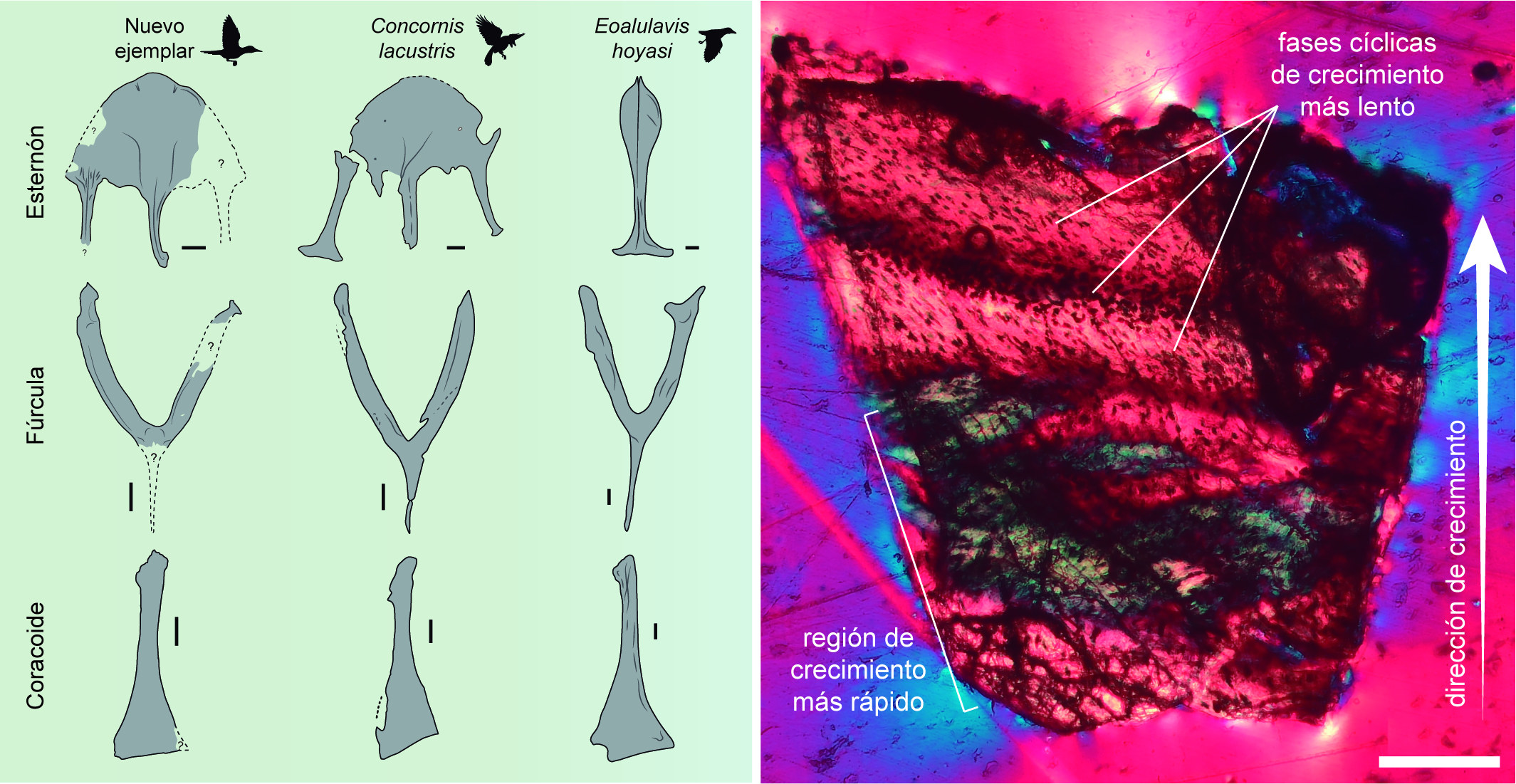 Diagrama de los huesos encontrados e imágen de su análisis en colores. 