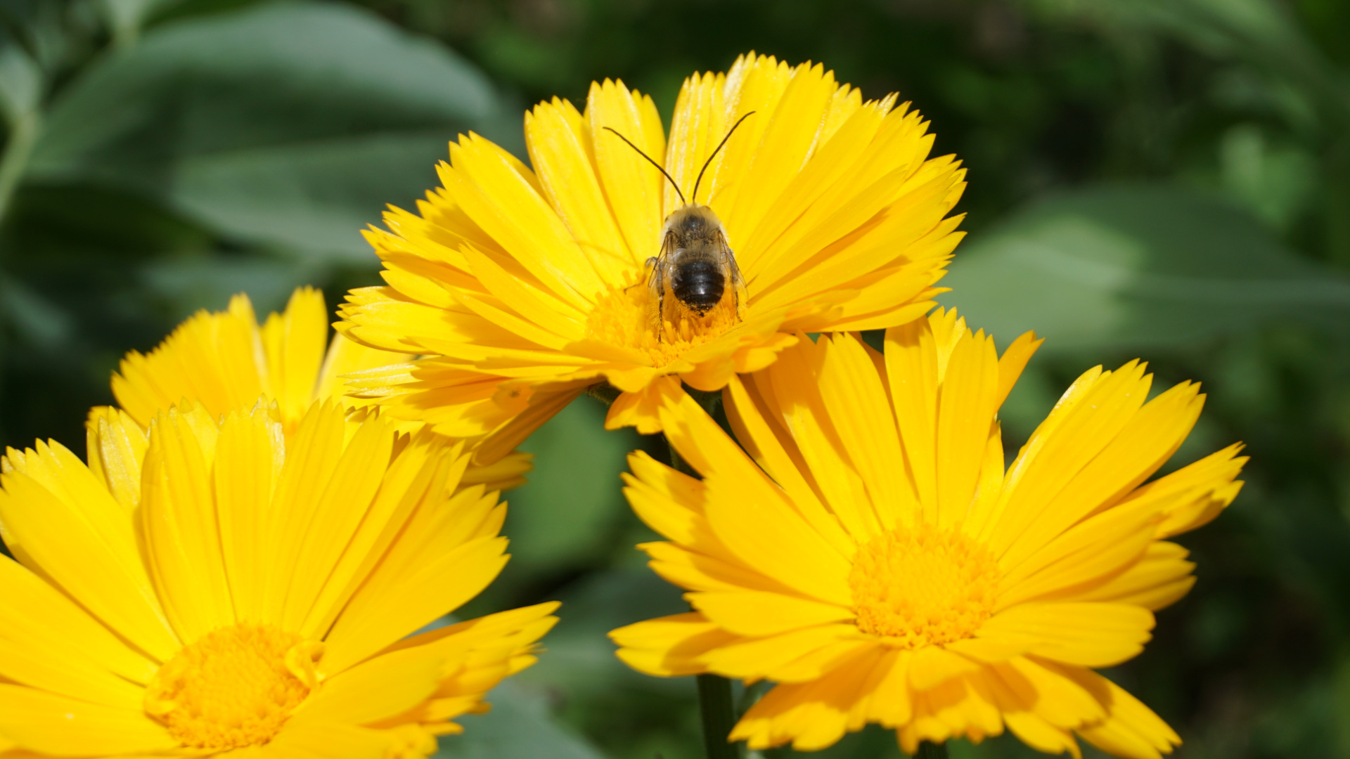 Fotografía de flores amarillas en las que se encuentra posada una abeja.