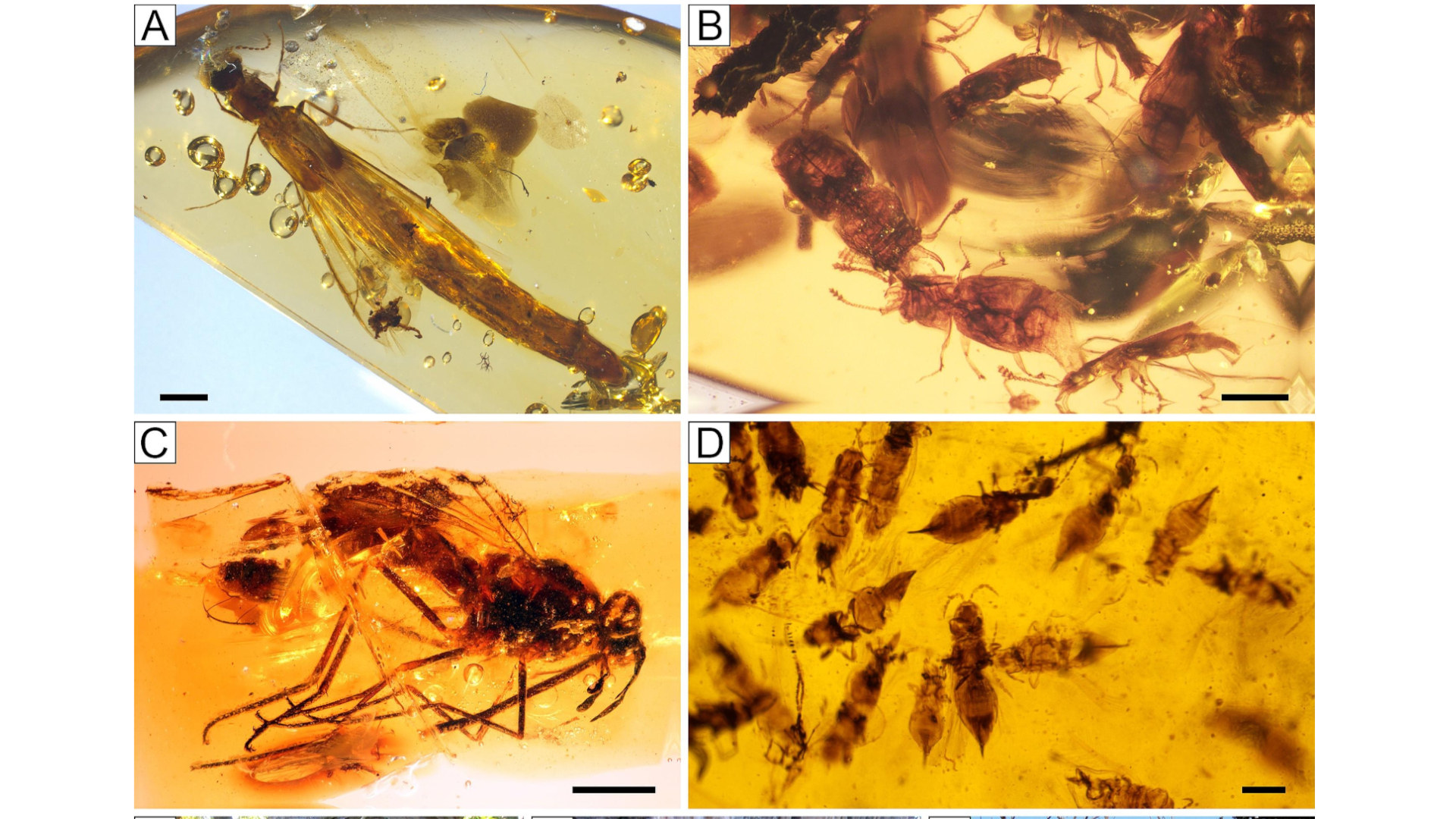 Cuatro imágenes de diferentes insectos encontrados en ámbar.
