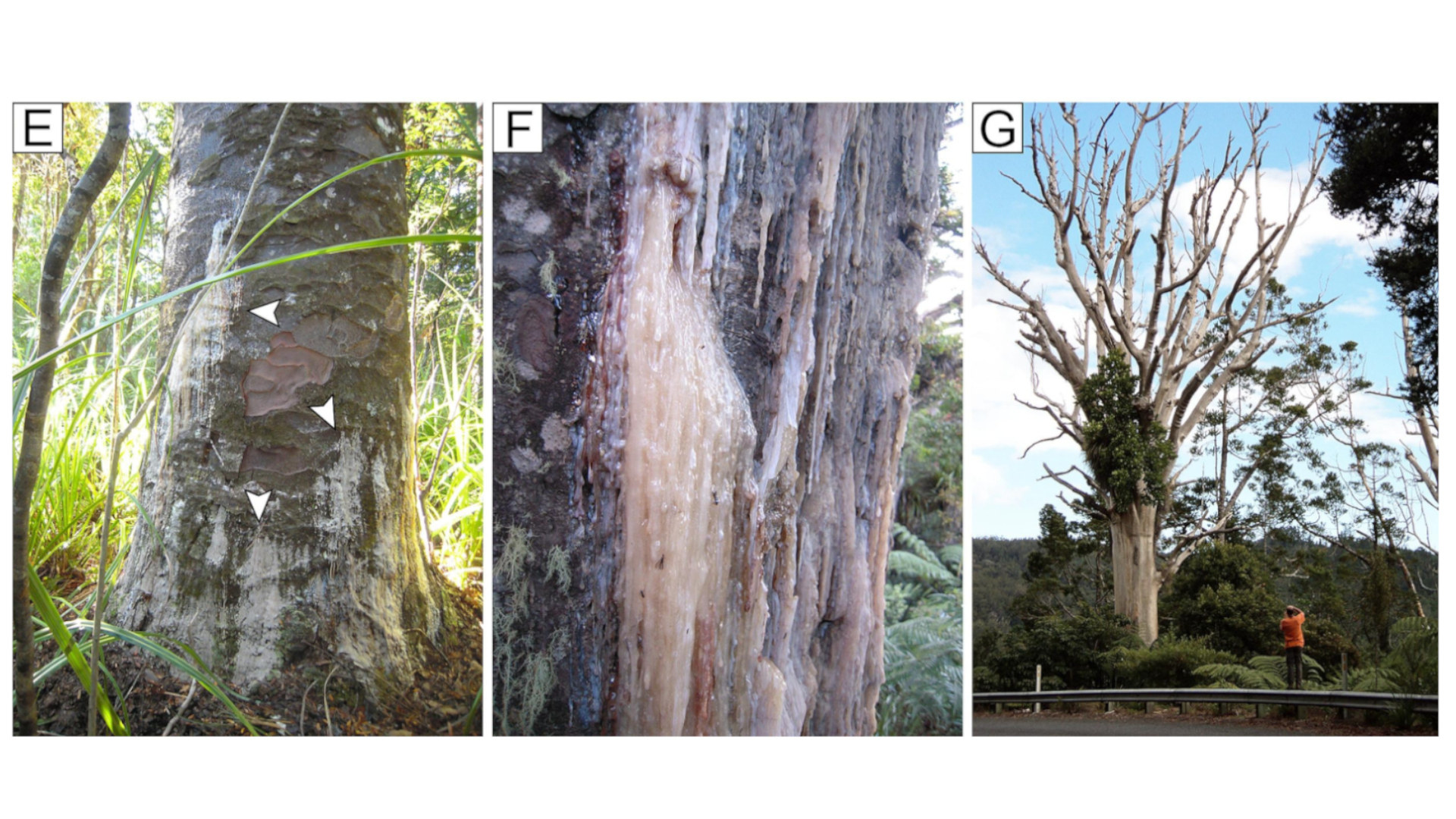 Dos imágenes de troncos de árbol con ámbar. 