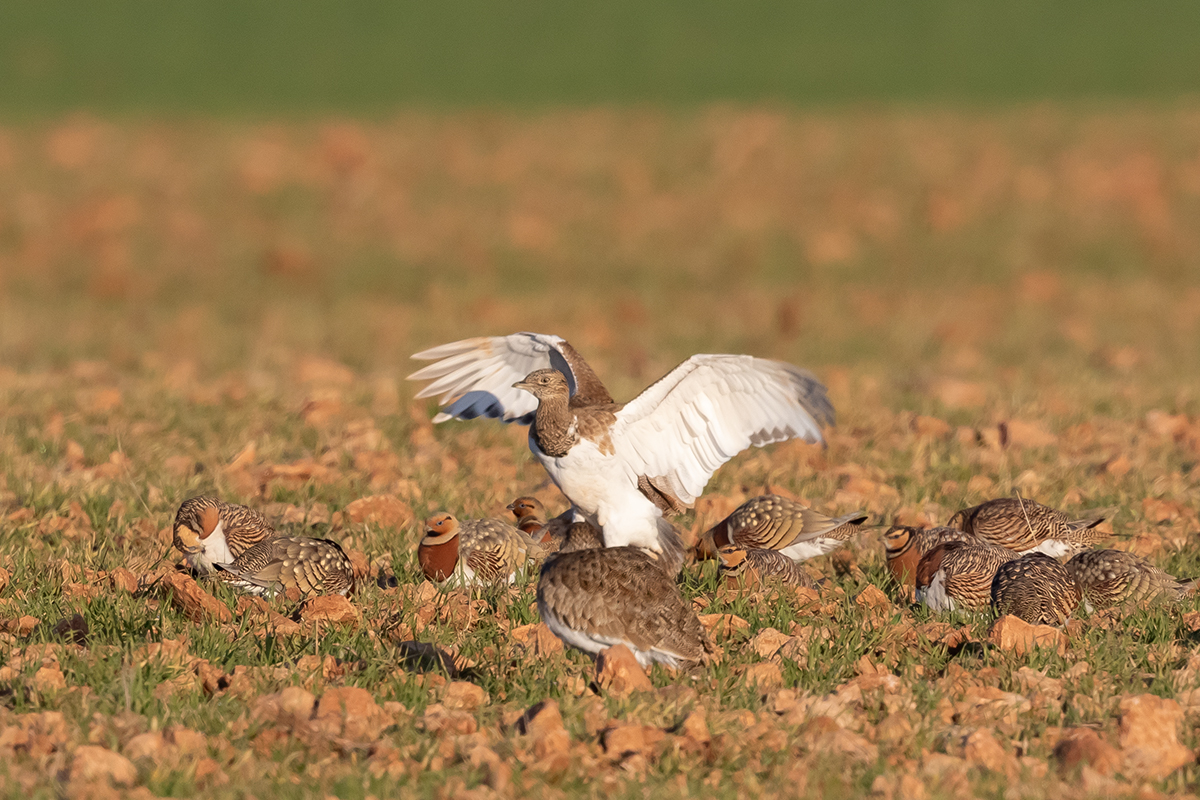 Foto del bando de aves en un campo de cultivo