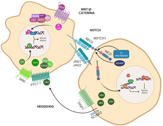 Diagrama de dos células interaccionando según se explica en el texto.