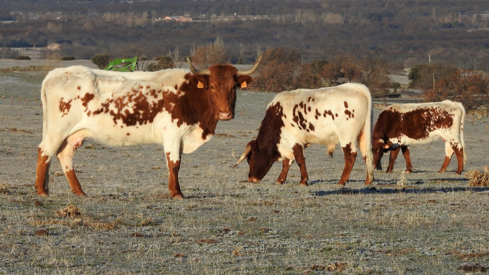 Fotografía lateral de dos vacas en un prado. 