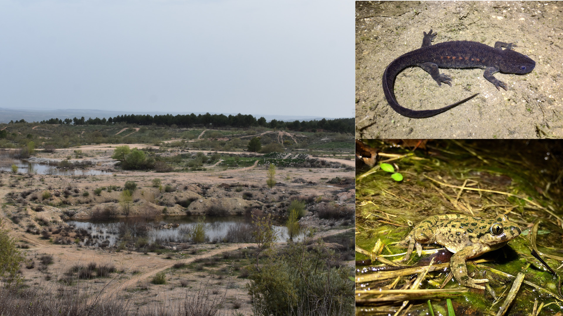 3 Fotografías del superpuestas con la zona de estudio y las especies estudiadas.