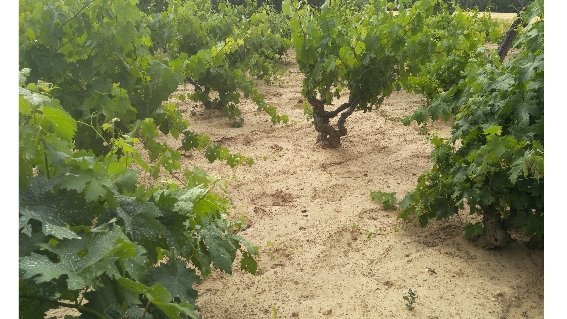 Fotografía de un campo con viñas.