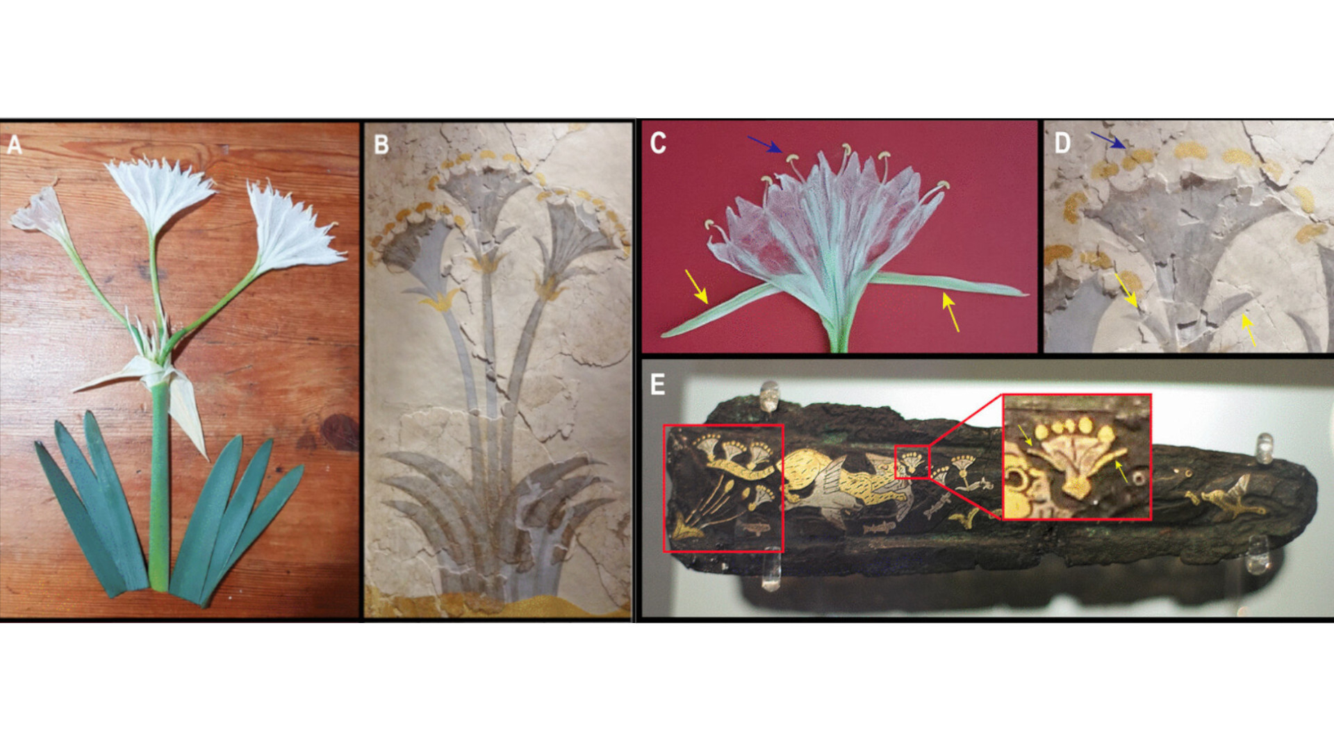 Varias fotografías reales de la planta y dibujos de la misma en objetos arqueológicos