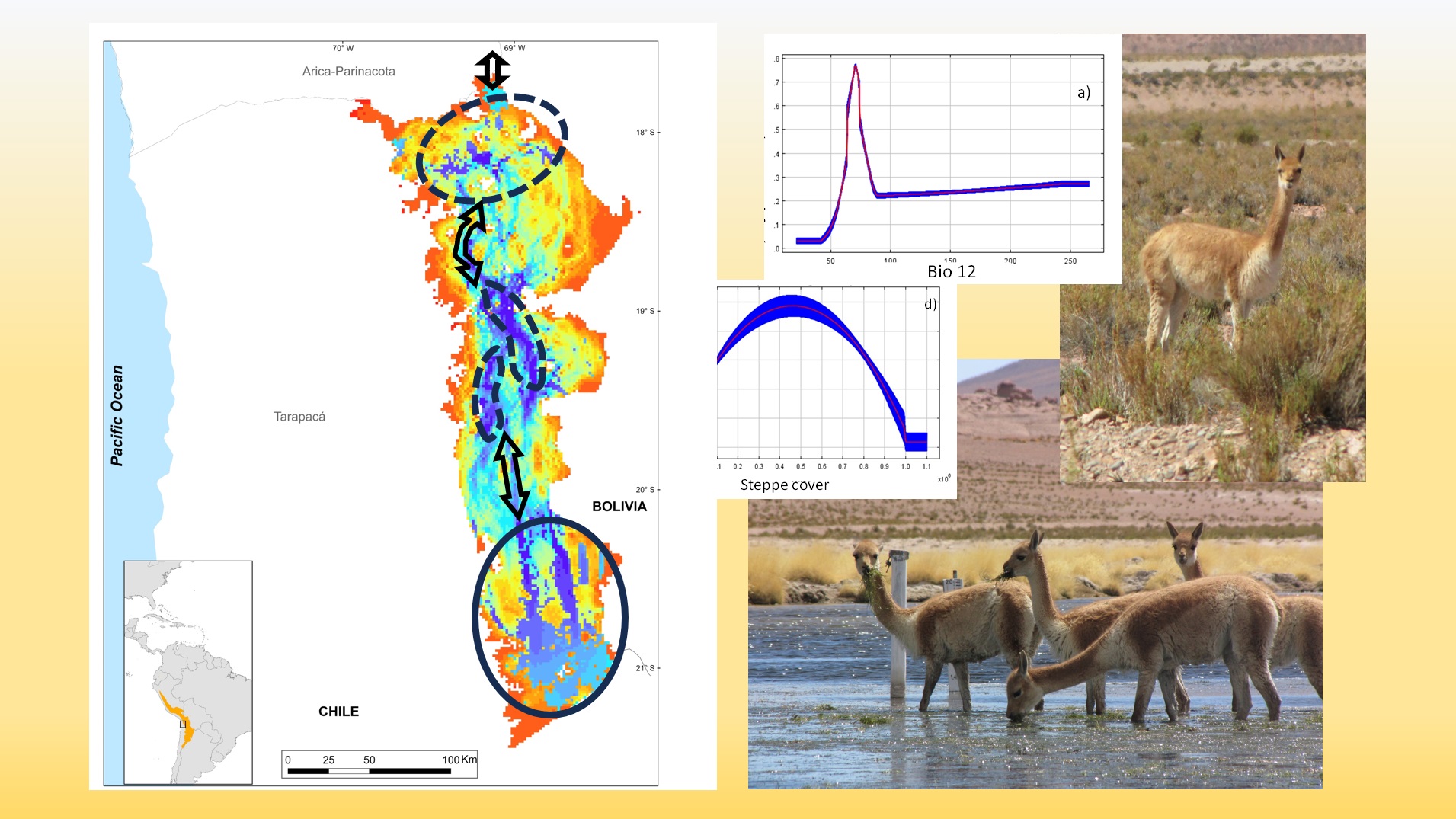 Mapa de idoneidad de hábitats para la vicuña en Tarapacá, indicando las zonas núcleo y corredores. Además, imágenes de la especie y gráficos de respuesta a 2 variables ambientales