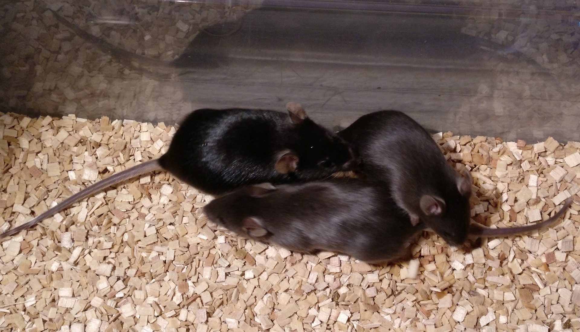 Imagen de tres ratones, dos de ellos más claros y otro más oscuro, sobre un suelo de serrín.