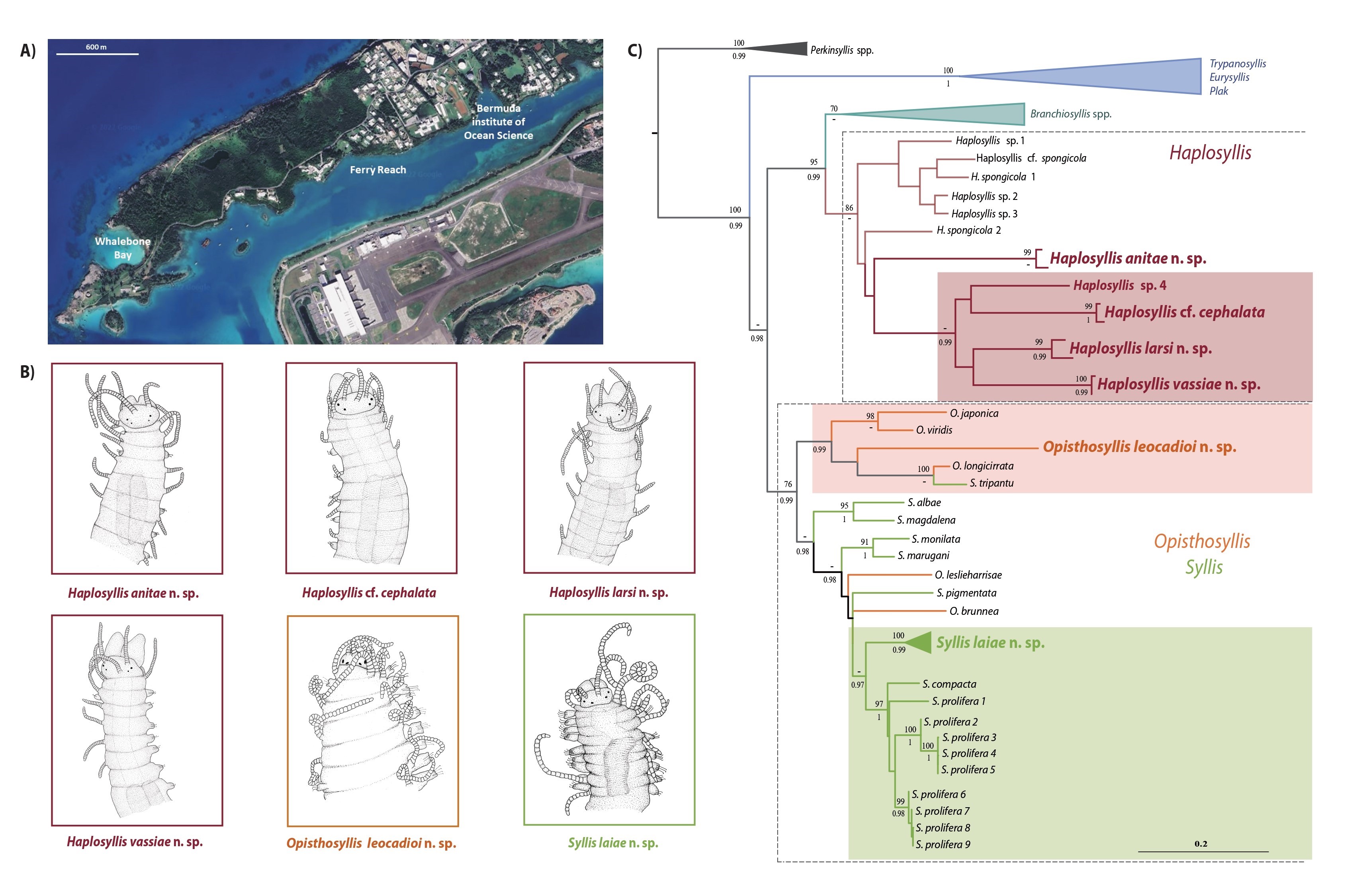 Diagrama de los perfiles de los gusanos, mapa de su localización y arbol filogénetico de las especies.