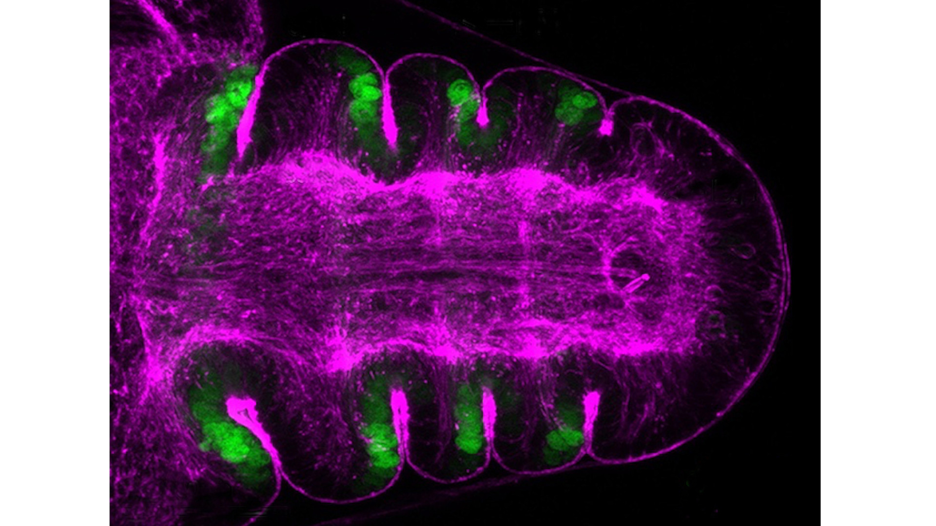 Fotografía sobre negro de una forma alargada morada con apéndices verdes en sus pliegues.