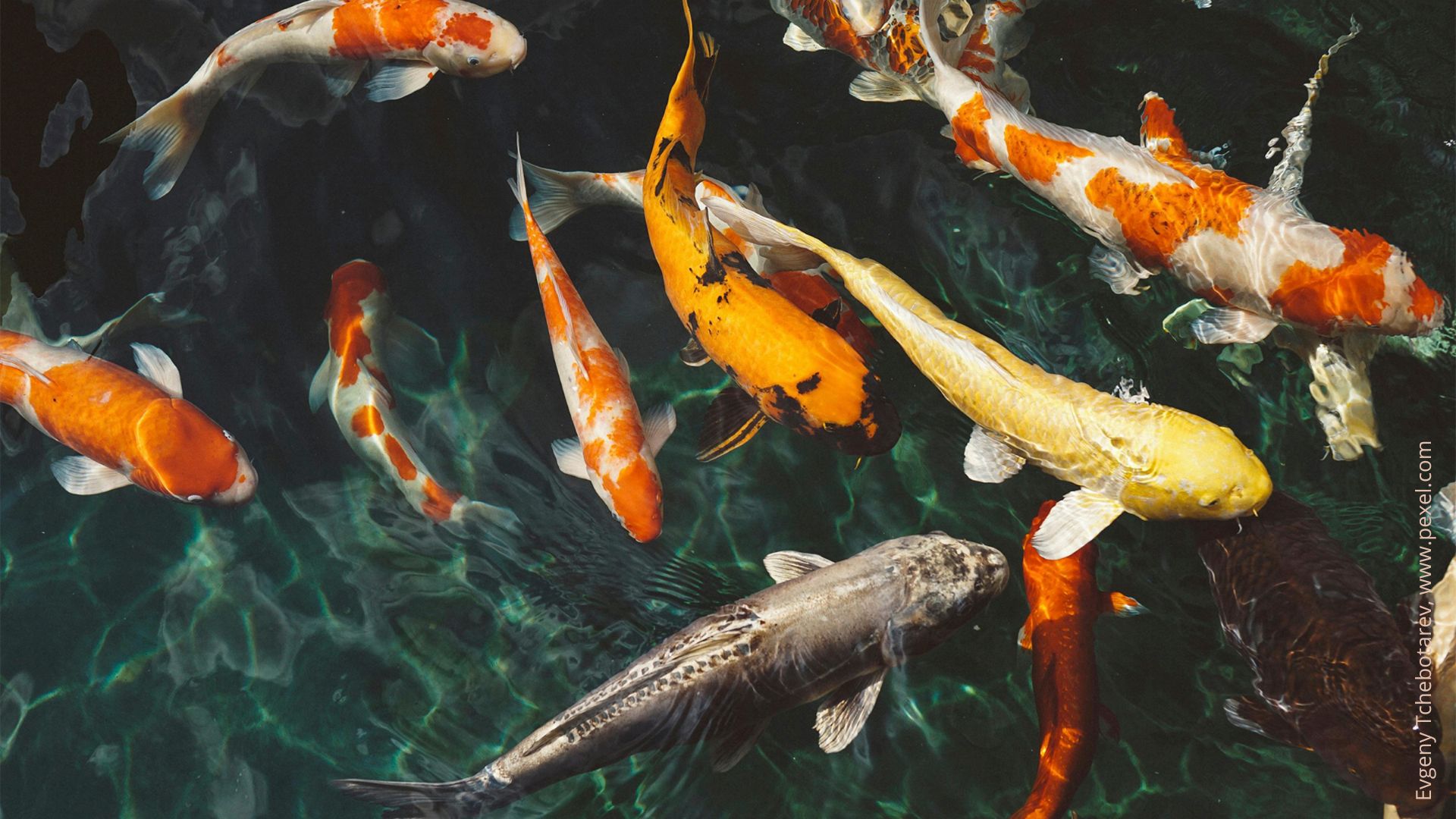peces en un estanque