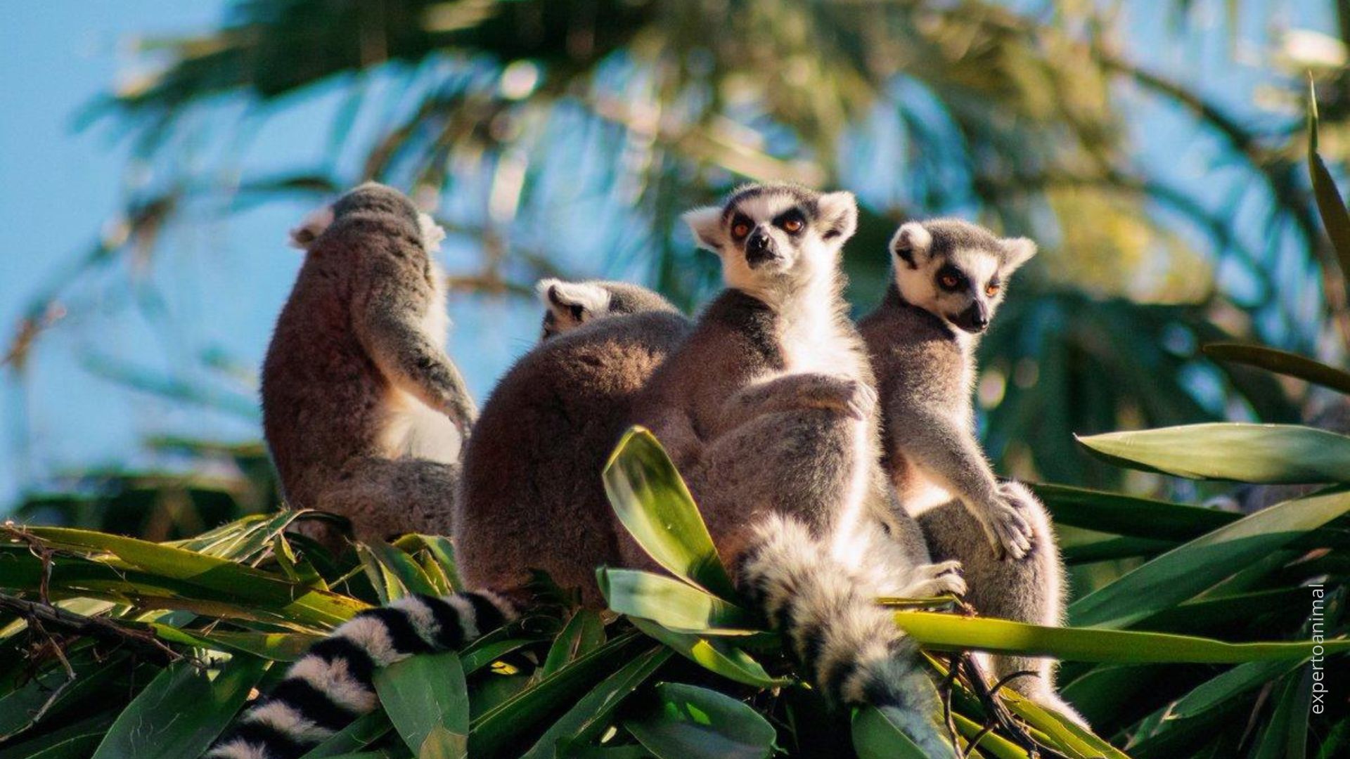 Lemures de Madagascar