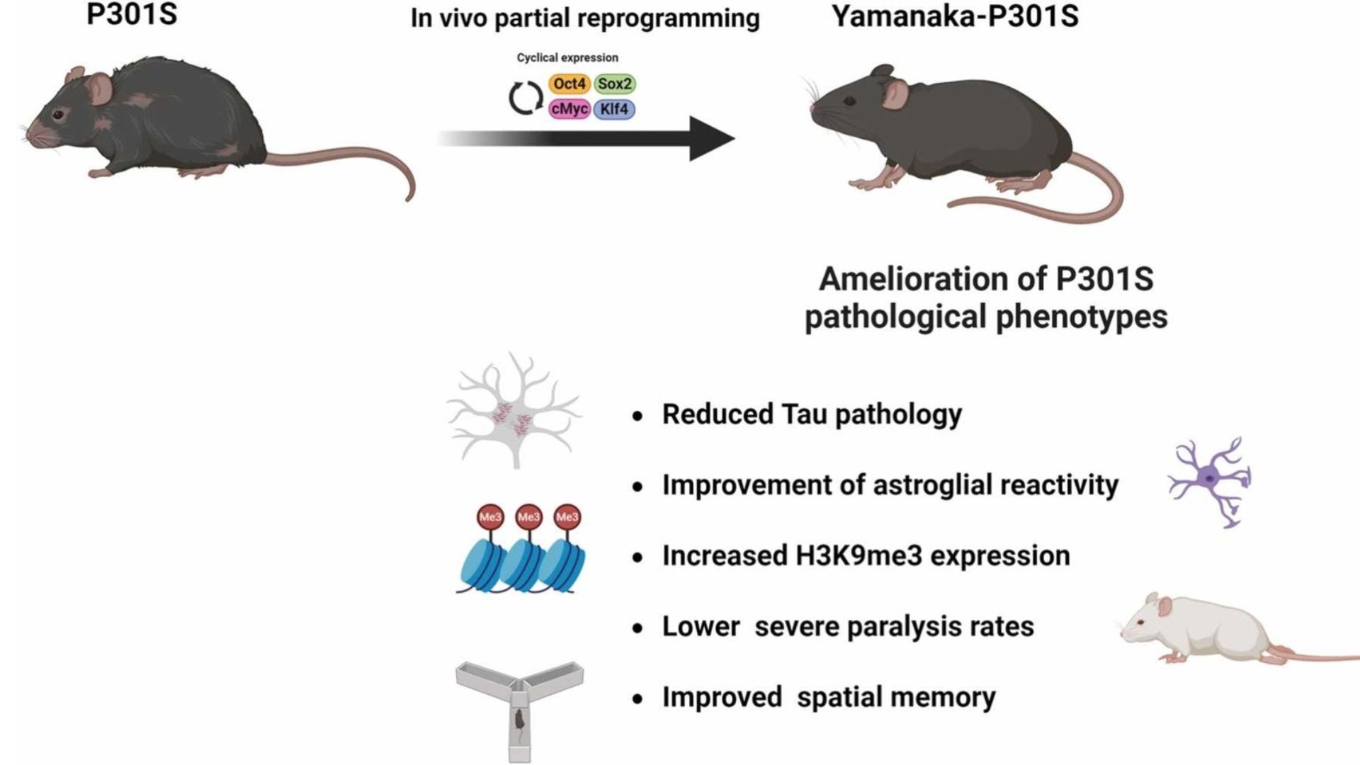  Resumen de las principales conclusiones obtenidas en el estudio tras la expresión cíclica de los llamados factores de Yamanaka en un modelo transgénico de la enfermedad de Alzheimer