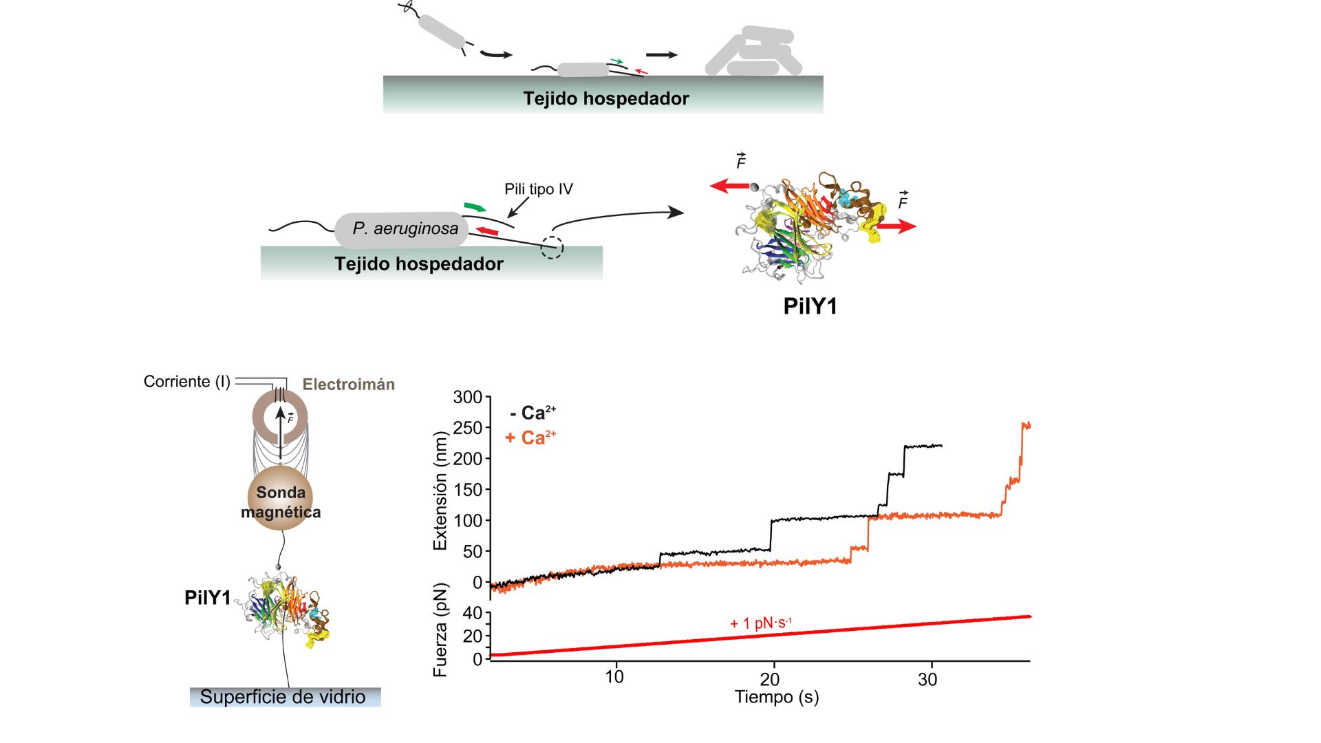 La proteína PilY1 de Pseudomonas aeruginosa responde a fuerzas mecánicas durante la colonización de tejidos del huésped. Arriba: esquema del proceso de colonización bacteriana mediado por los pili tipo IV, que permiten la adhesión, motilidad y formación de biopelículas en el tejido hospedador. PilY1, situada en el extremo de los pili, actúa como sensor mecánico. Abajo izquierda: representación del experimento con pinzas magnéticas, donde una proteína individual de PilY1 es sometida a fuerza. Abajo derecha: gráfico de extensión de PilY1 en función del tiempo bajo aplicación de fuerza creciente, mostrando mayor estabilidad mecánica en presencia (línea naranja) que en ausencia (línea negra) / UAM