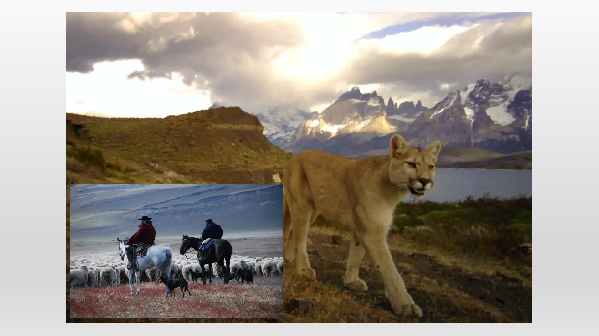 Montaje fotografías de puma deambulando por Torres del Paine, y ganaderos arreando ovejas con sus perros