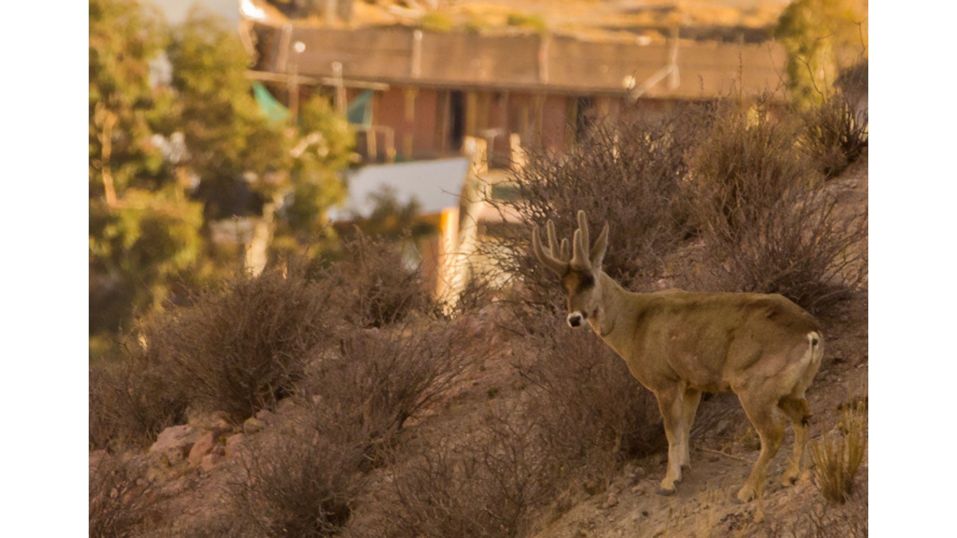 Taruka (Hippocamelus antisensis) / Foto: N. Fuentes-Allende.